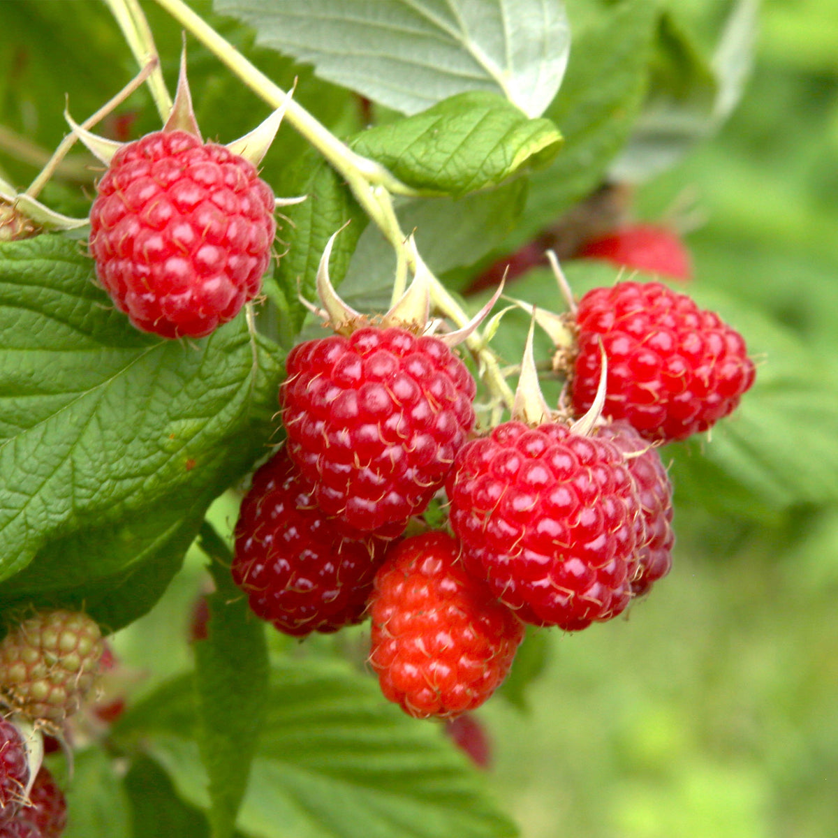 Seguin's Kastanie - Castanea seguinii