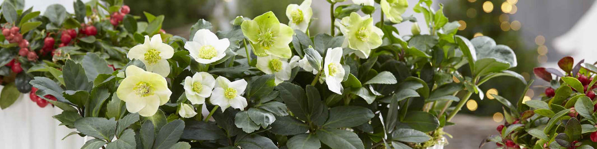 Orientalische Nieswurz - Helleborus orientalis