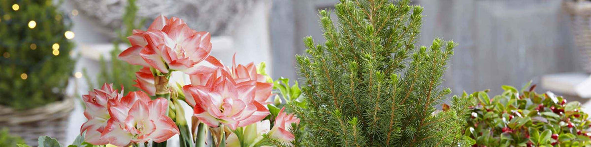 Anmutige Amaryllis - Amaryllis gracilis