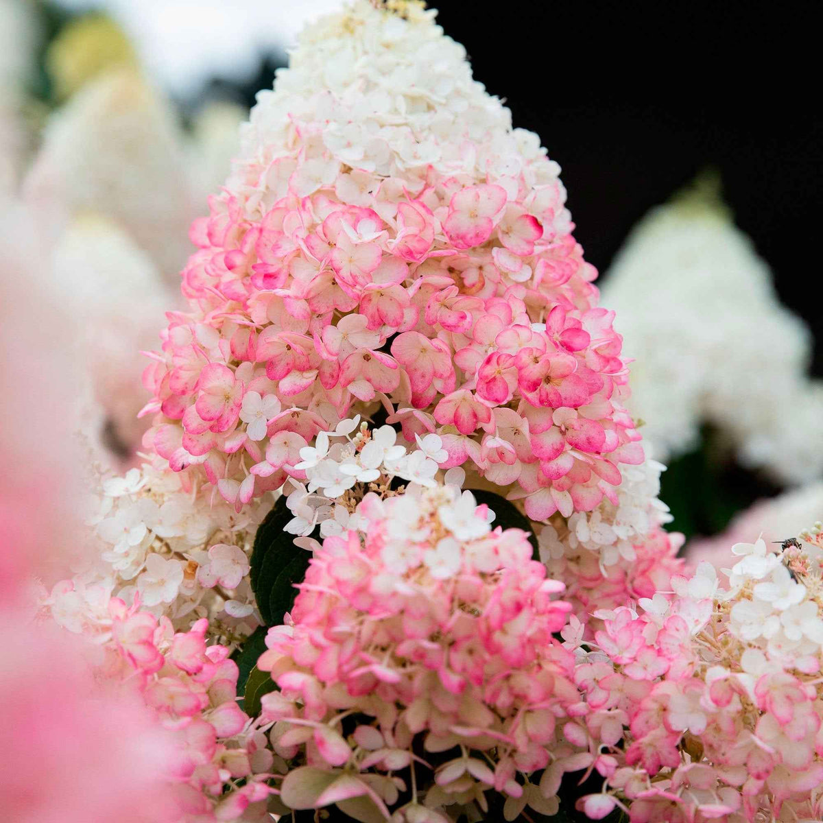Waldhortensie - Hydrangea arborescens
