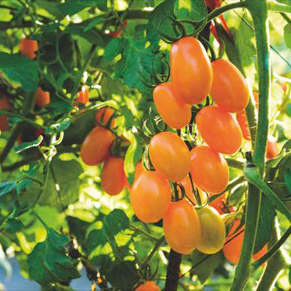 Samen für Obst und Gemüse