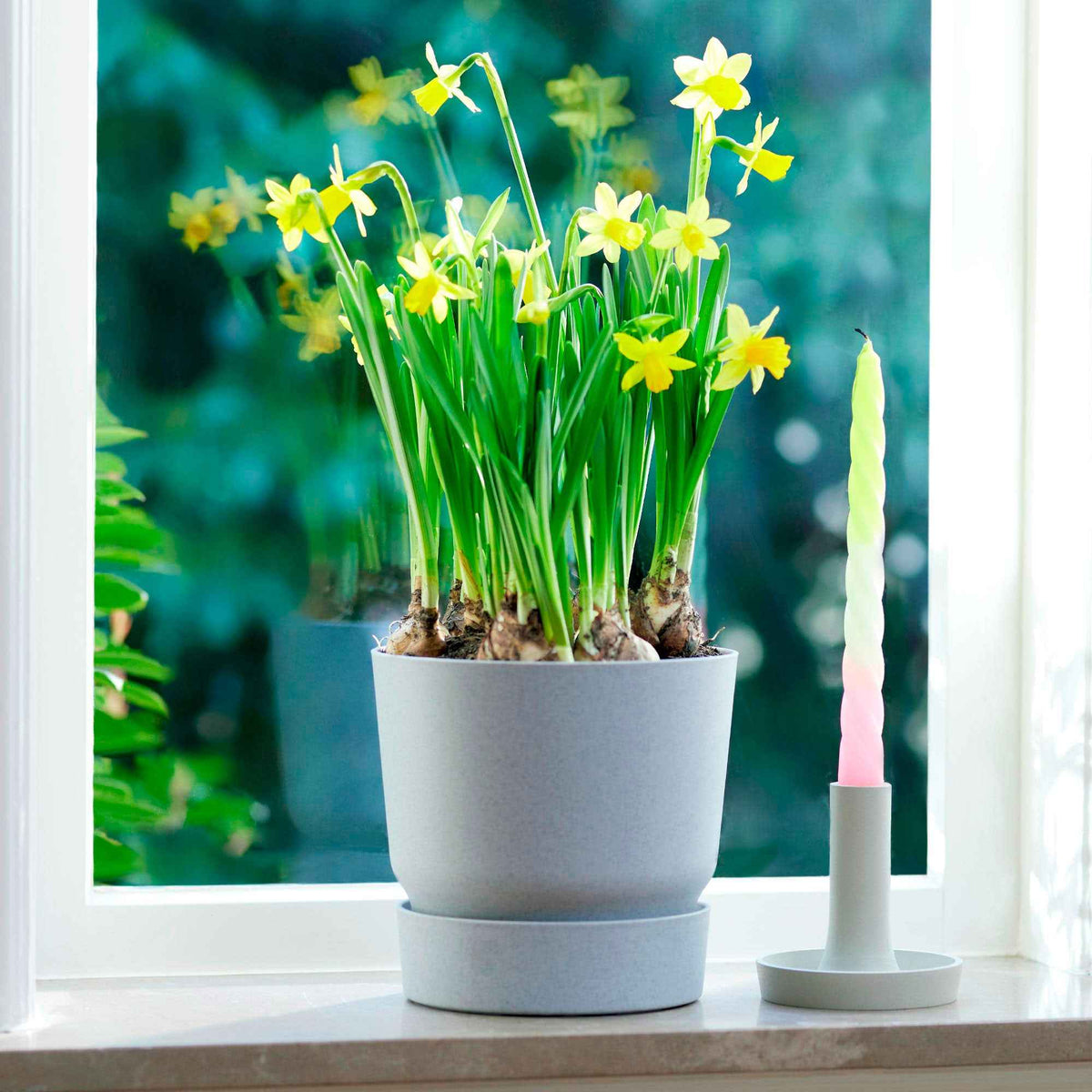 Amerikanischer Hundszahn - Erythronium americanum