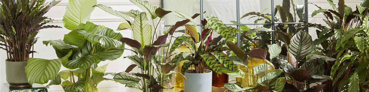 Klapperschlangen-Kalathee - Calathea crotalifera
