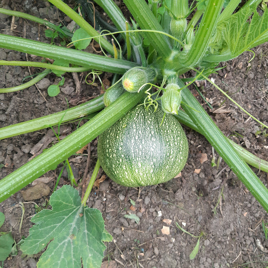 Runde Zucchini ‘De Nice’ - Bakker