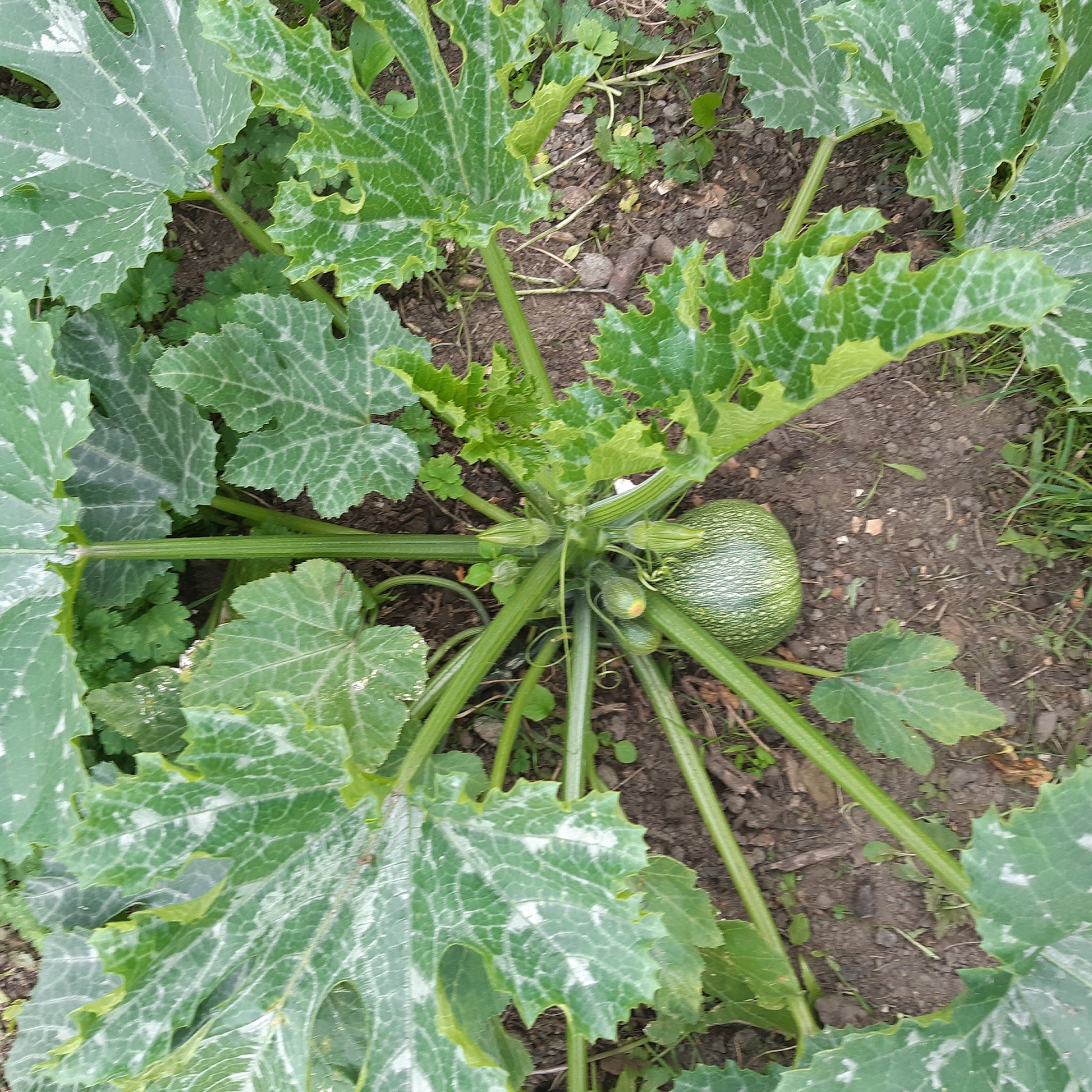 Runde Zucchini ‘De Nice’ - Cucurbita pepo de nice à fruits ronds - Bakker