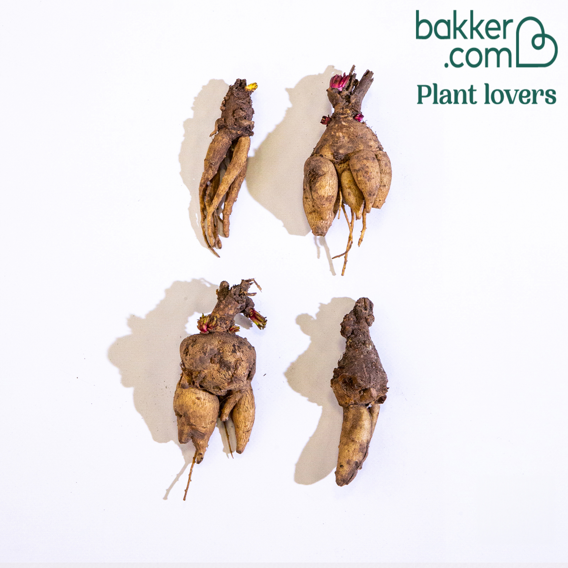 Gartengloxinie Mischung (x4) - Incarvillea delavayi