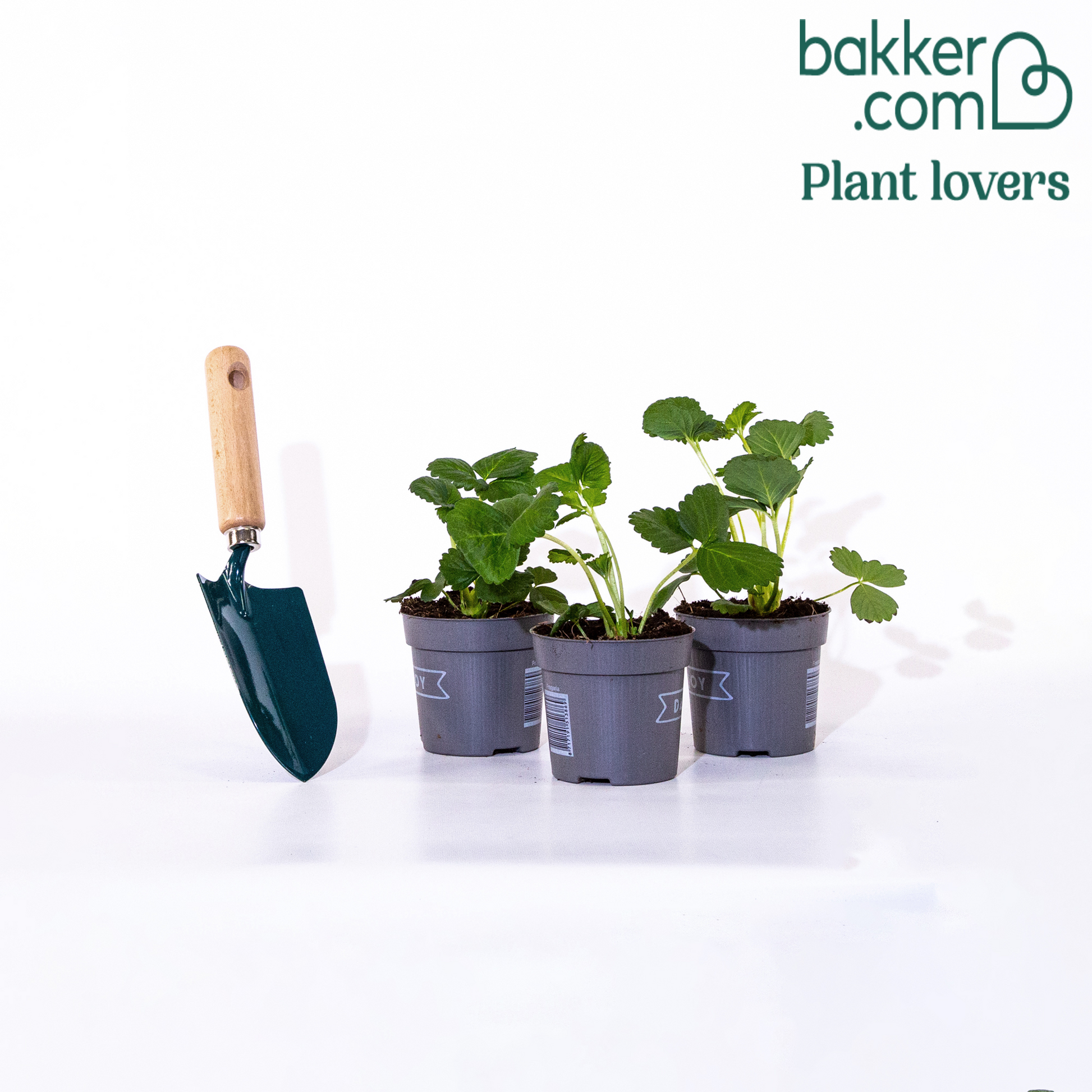 Erdbeere 'Toscana' (x3) - Fragaria x ananassa toscana