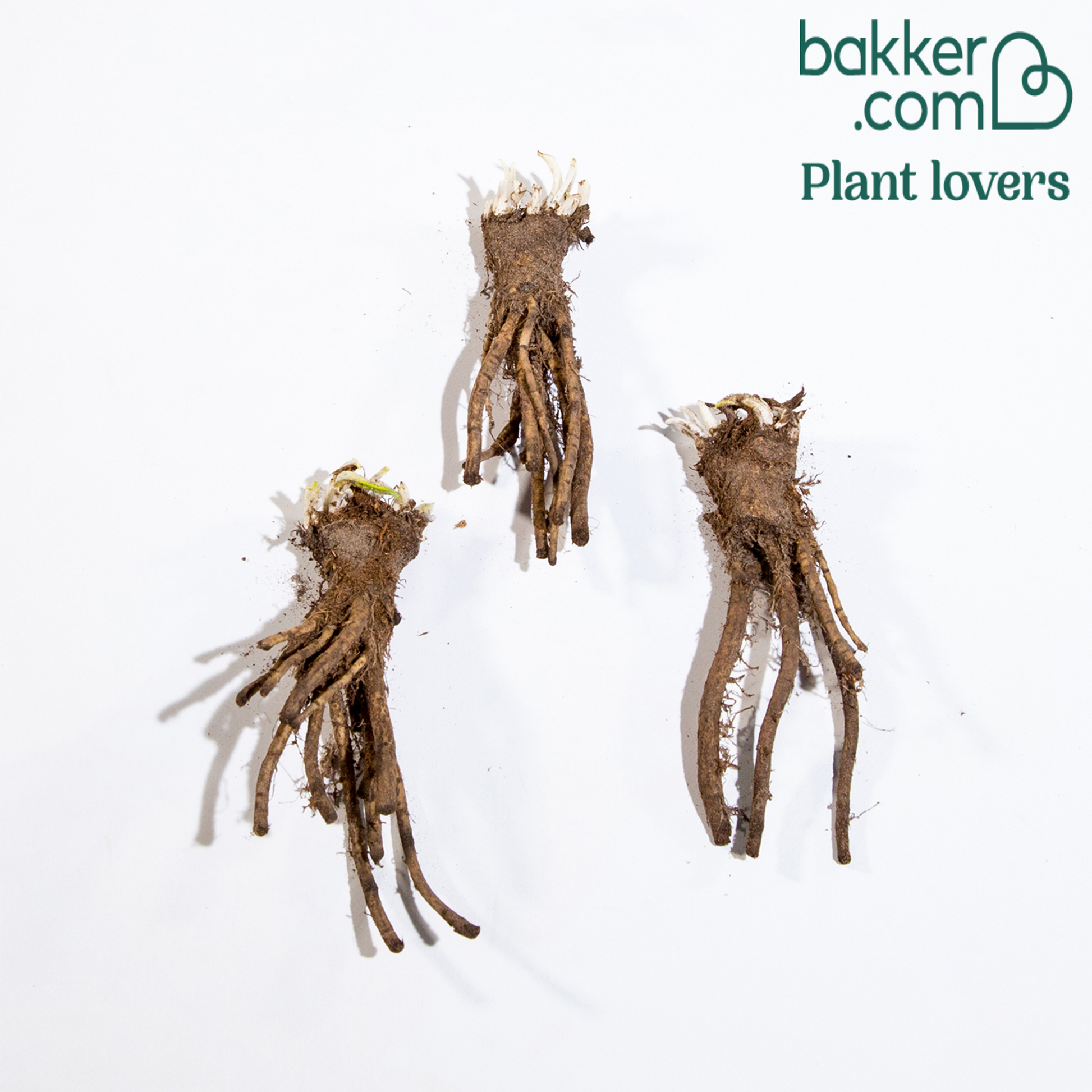 Klatschmohn (x3) - Papaver orientale watermelon - Bakker