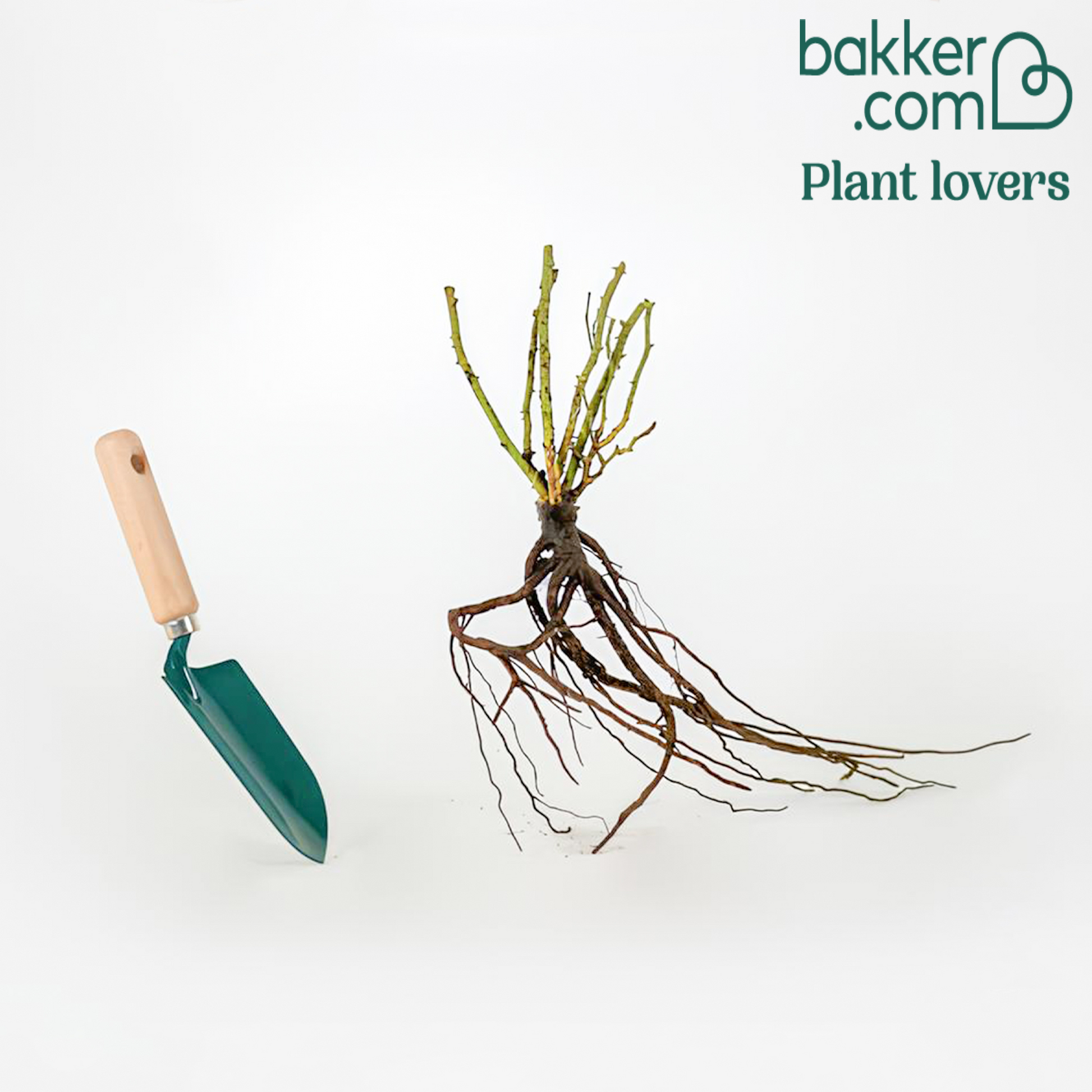 Rose White Symphony - Rosa White Symphony - Rosen
