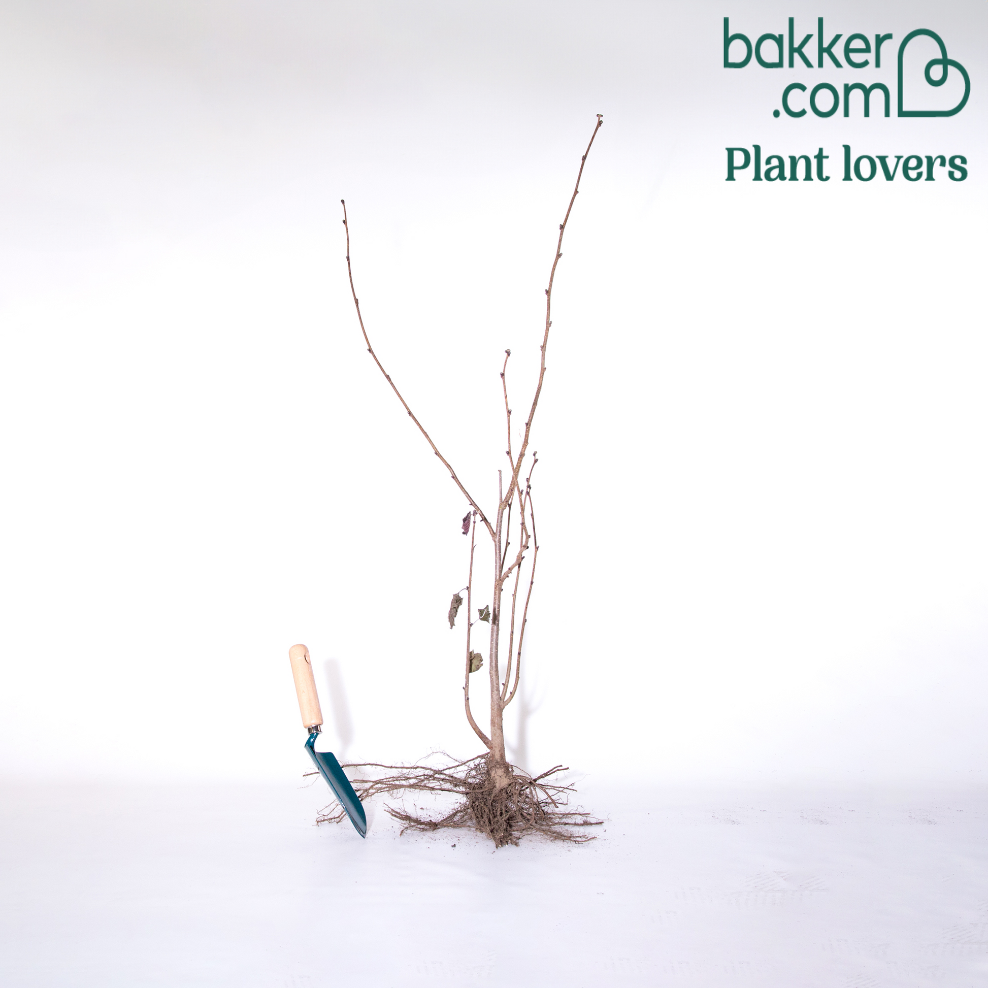 Bluthasel 'Purpurea' - Haselnuss - Bakker