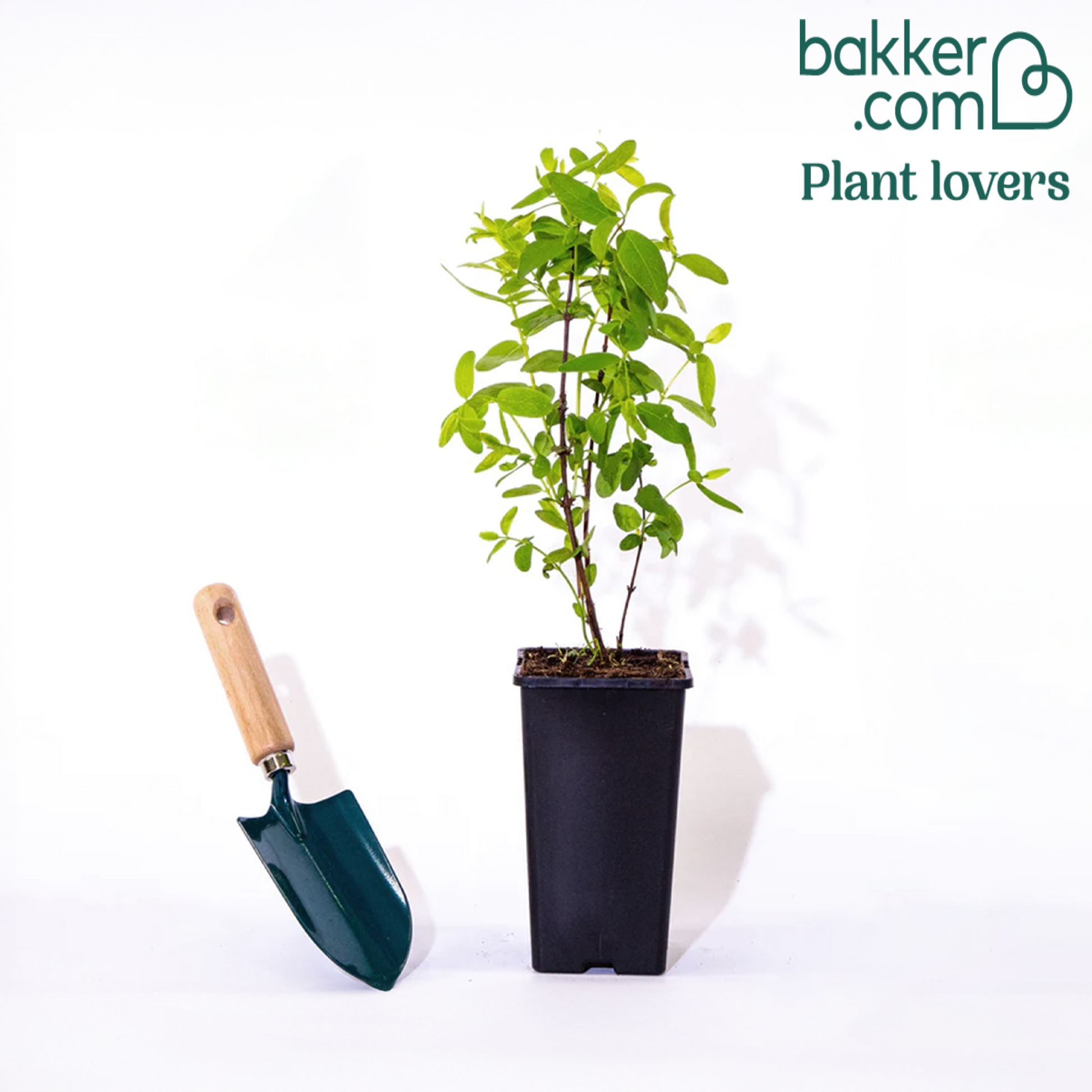 Maibeere - Lonicera kamtschatica