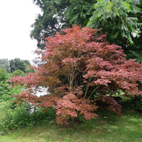 Japanischer Ahorn 'Atropurpureum' - Japanischer Ahorn - Bakker