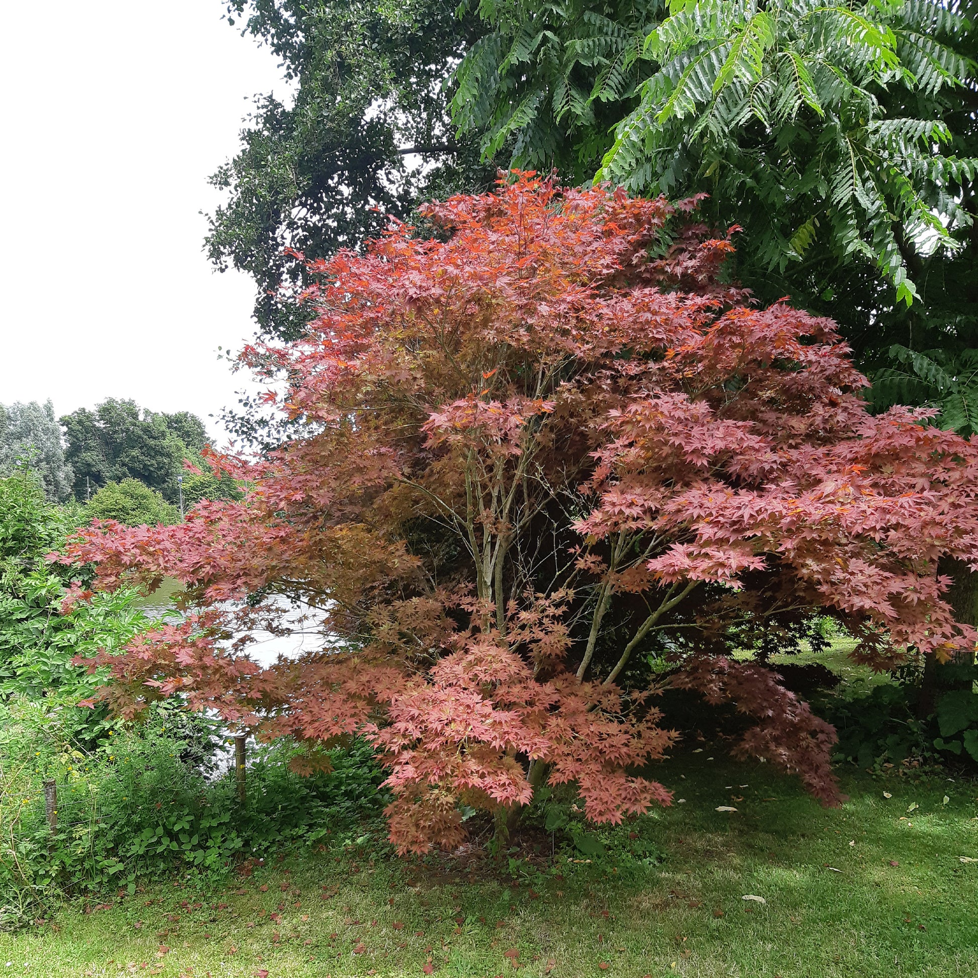 Japanischer Ahorn 'Atropurpureum' - Japanischer Ahorn - Bakker