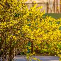 Verkauf Hecken-Kollektion blühend & duftend (x12) - Syringa vulgaris, Forsythia x intermedia  Spectabilis, Lonicera fragrantissima, Clethra alnifolia, Philadelphus virginal, Rosa rugosa
