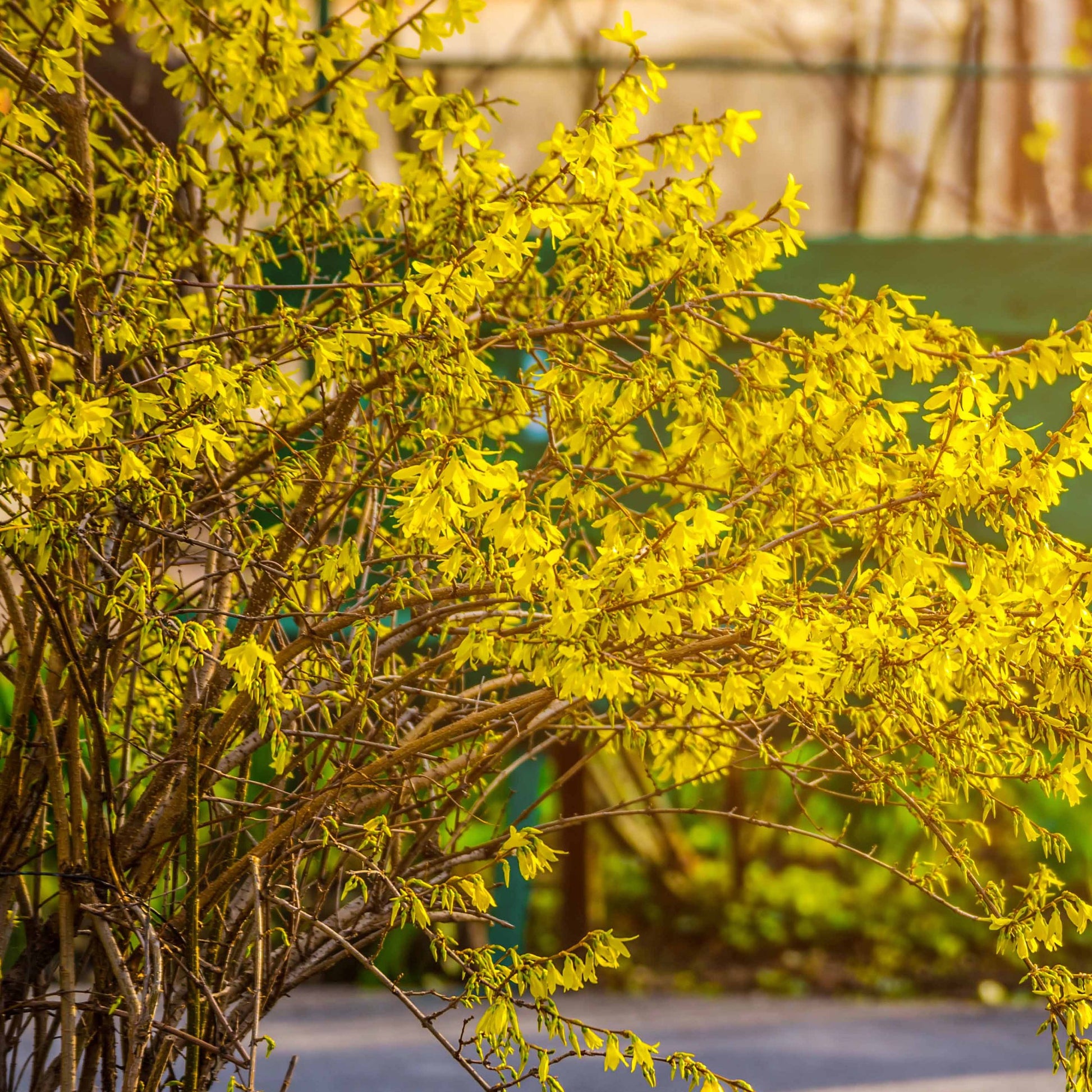 Verkauf Hecken-Kollektion blühend & duftend (x12) - Syringa vulgaris, Forsythia x intermedia  Spectabilis, Lonicera fragrantissima, Clethra alnifolia, Philadelphus virginal, Rosa rugosa