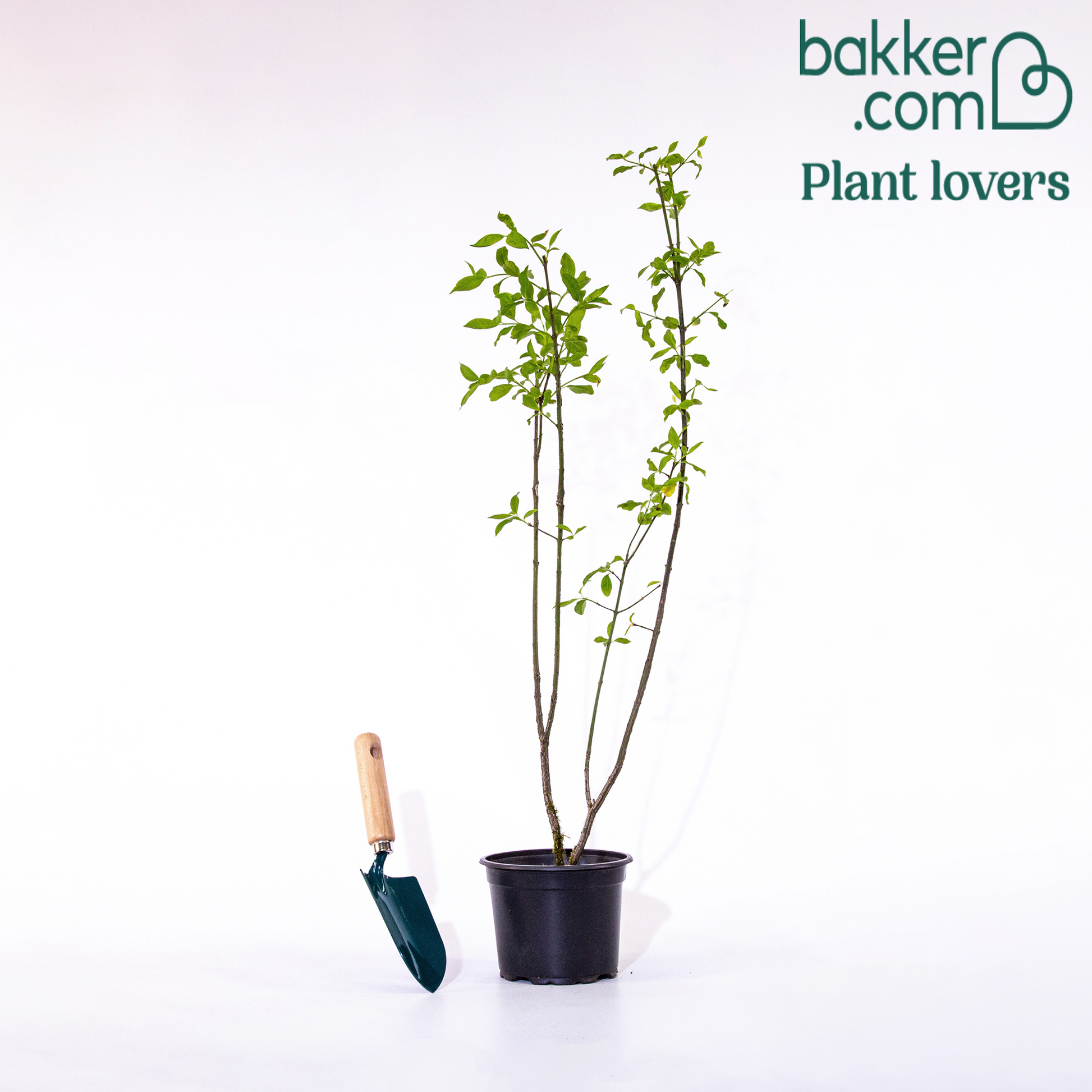Europäische Pfaffenhütchen - Euonymus europaeus