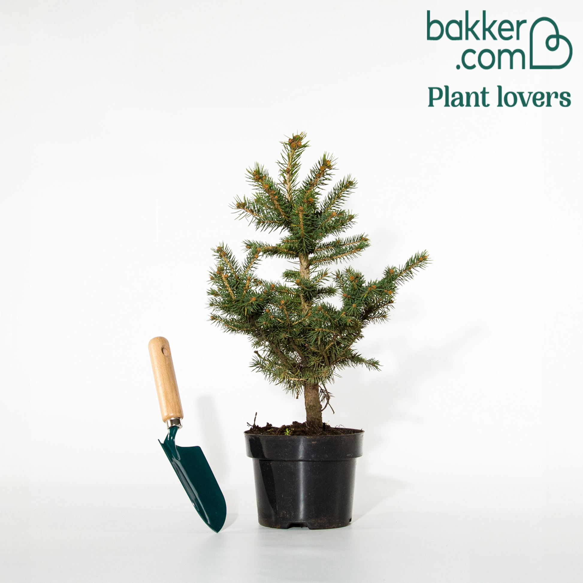 Stechfichte - Picea pungens maculata