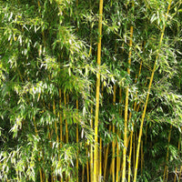 Bambus - Bambus ‘Aureosulcata Spectabilis’ - Phyllostachys aureosulcata spectabilis