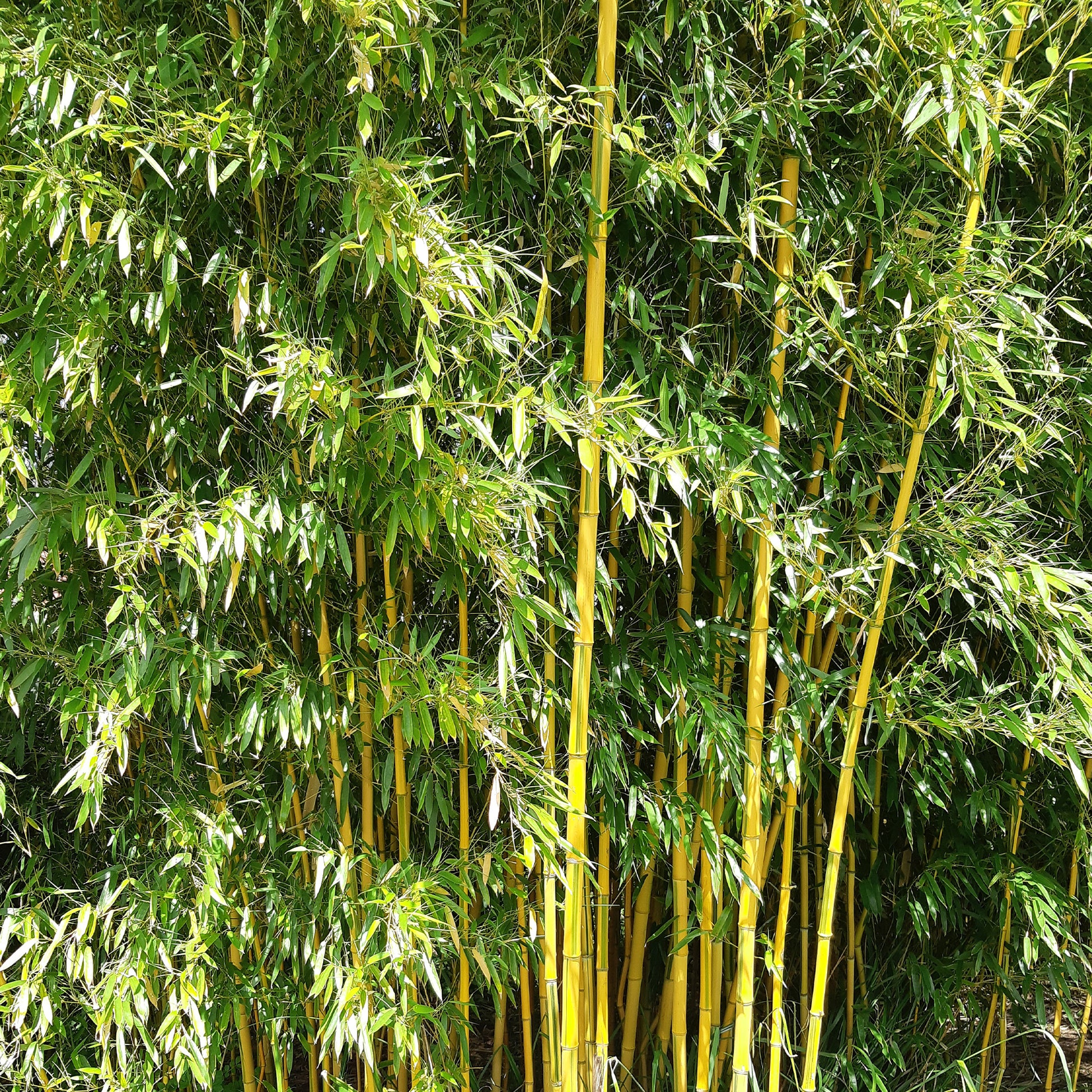 Bambus - Bambus ‘Aureosulcata Spectabilis’ - Phyllostachys aureosulcata spectabilis