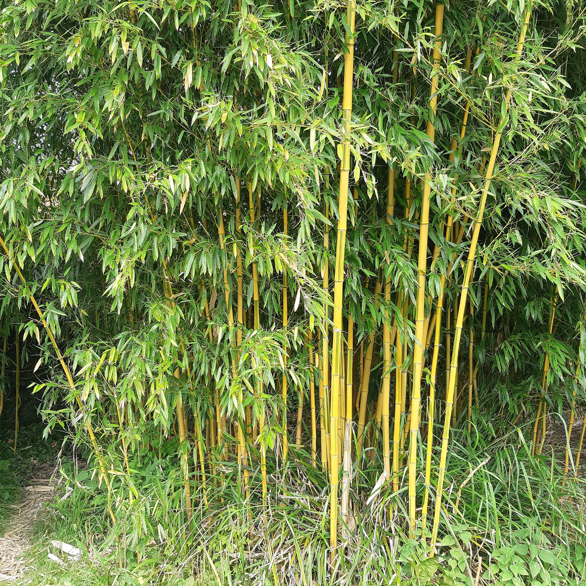 Bambus ‘Aureosulcata Spectabilis’ - Bakker