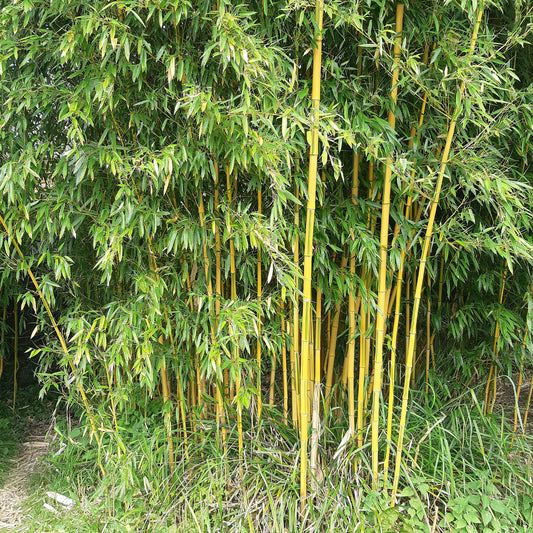 Bambus ‘Aureosulcata Spectabilis’ - Bakker
