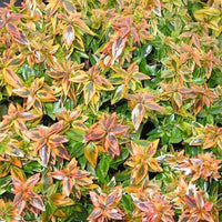 Abelia grandiflora 'kaleidoscope' (r) - Abelie ‘Kaleidoscope’® - Abelia