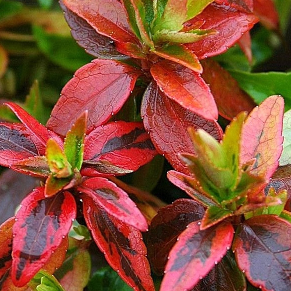 Abelia - Abelie ‘Kaleidoscope’® - Abelia grandiflora 'kaleidoscope' (r)