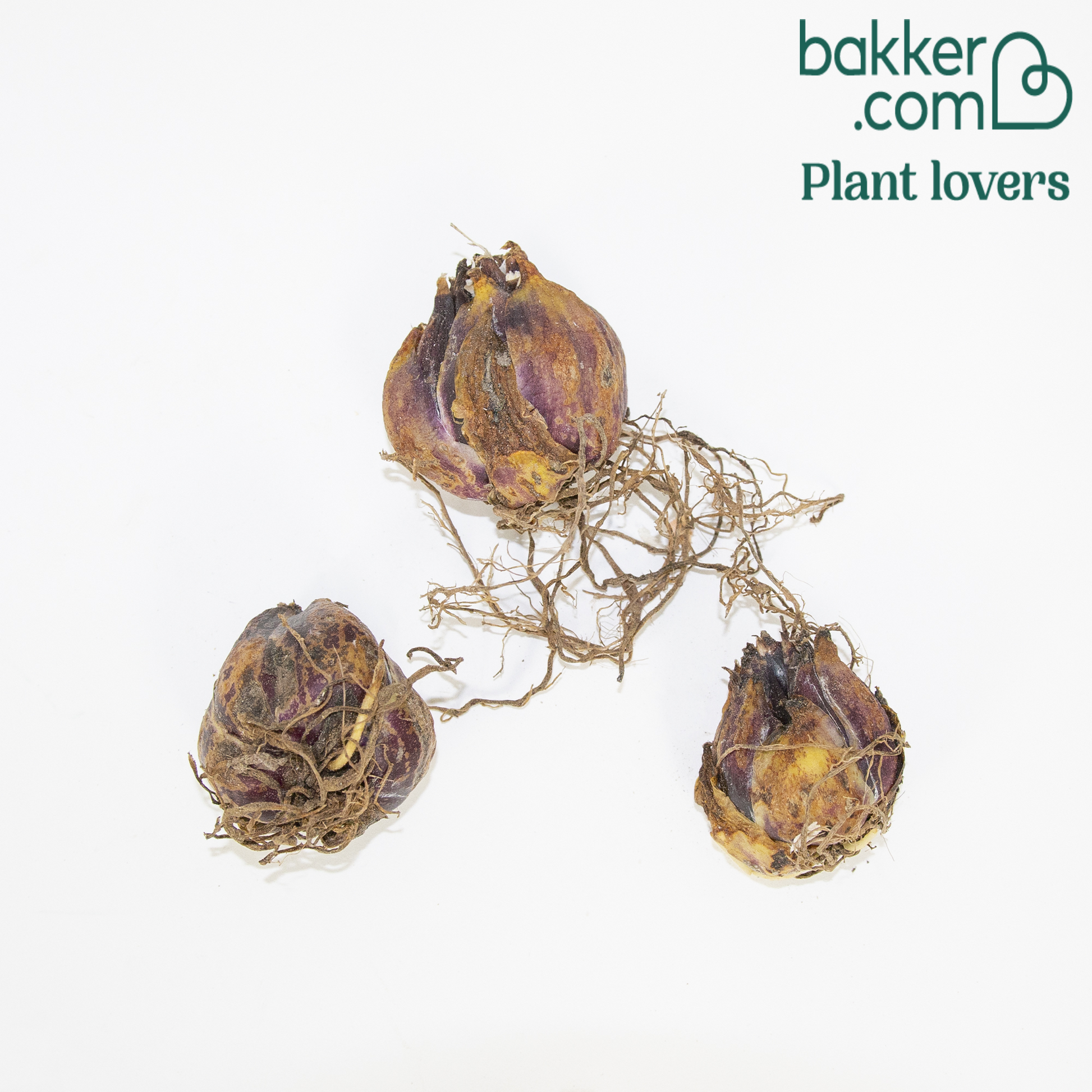 Trompeten Lilien Golden Splendour (x3) - Lilium golden splendour