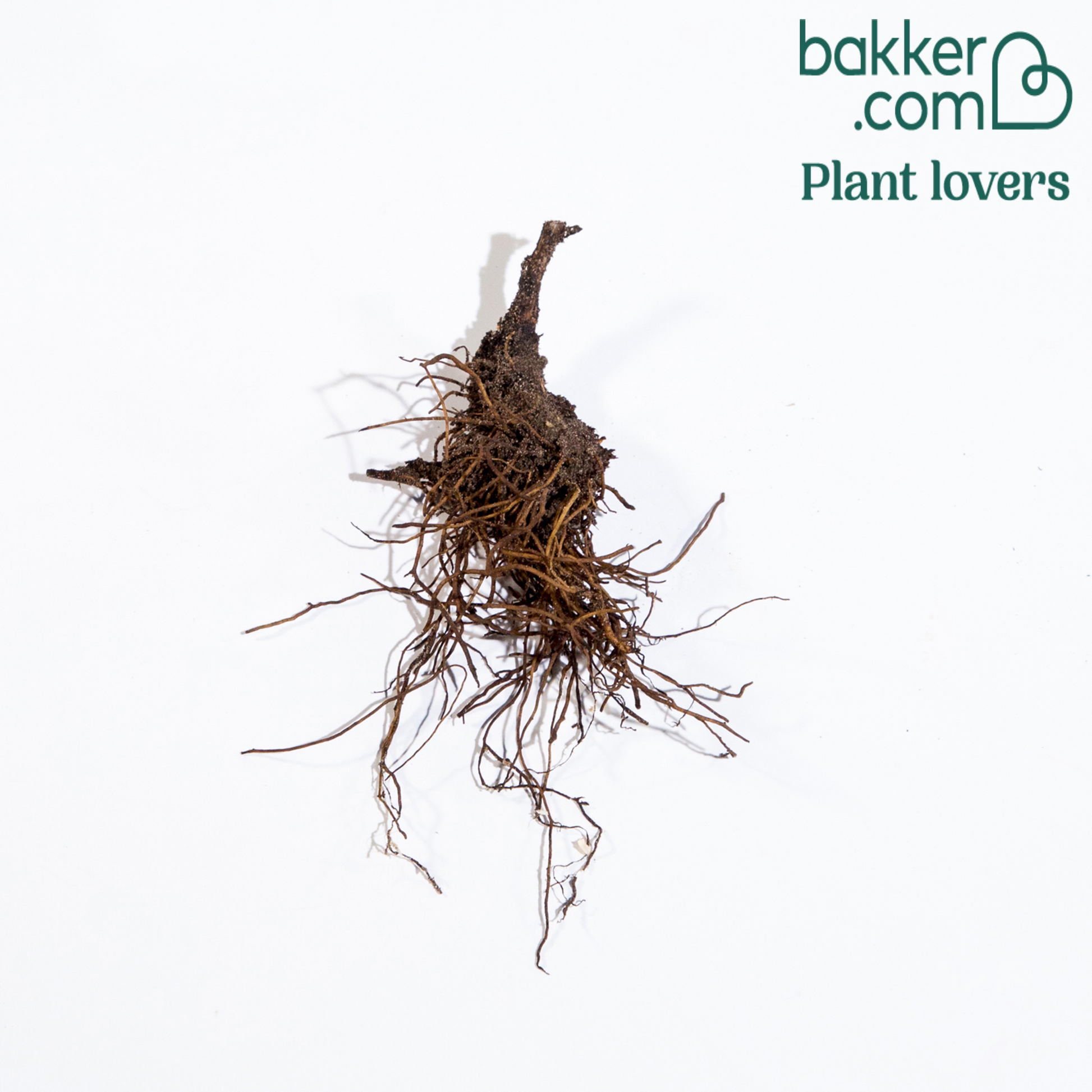 Rittersporn Highlander® Bolero - Delphinium highlander® bolero - Bakker