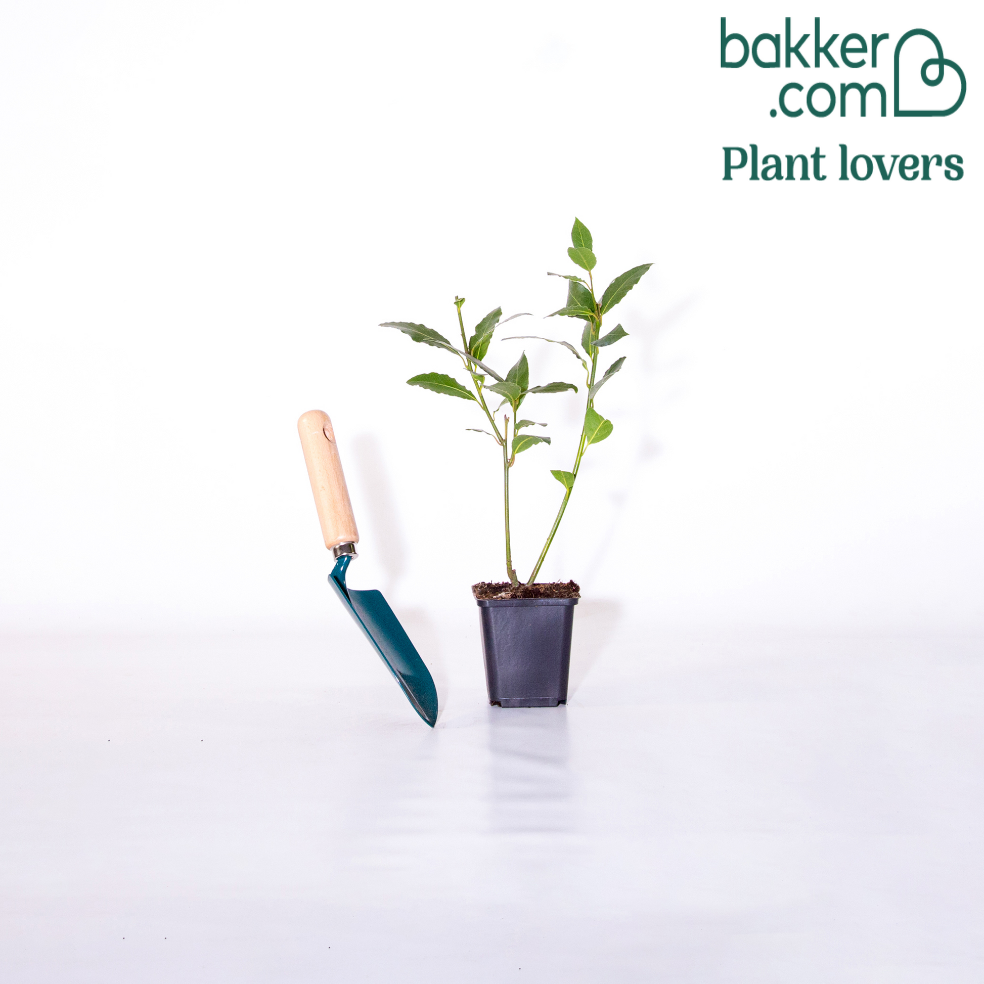 Lorbeerstrauch (Laurus nobilis) - Winterhart - Laurus nobilis - Bäume und Hecken