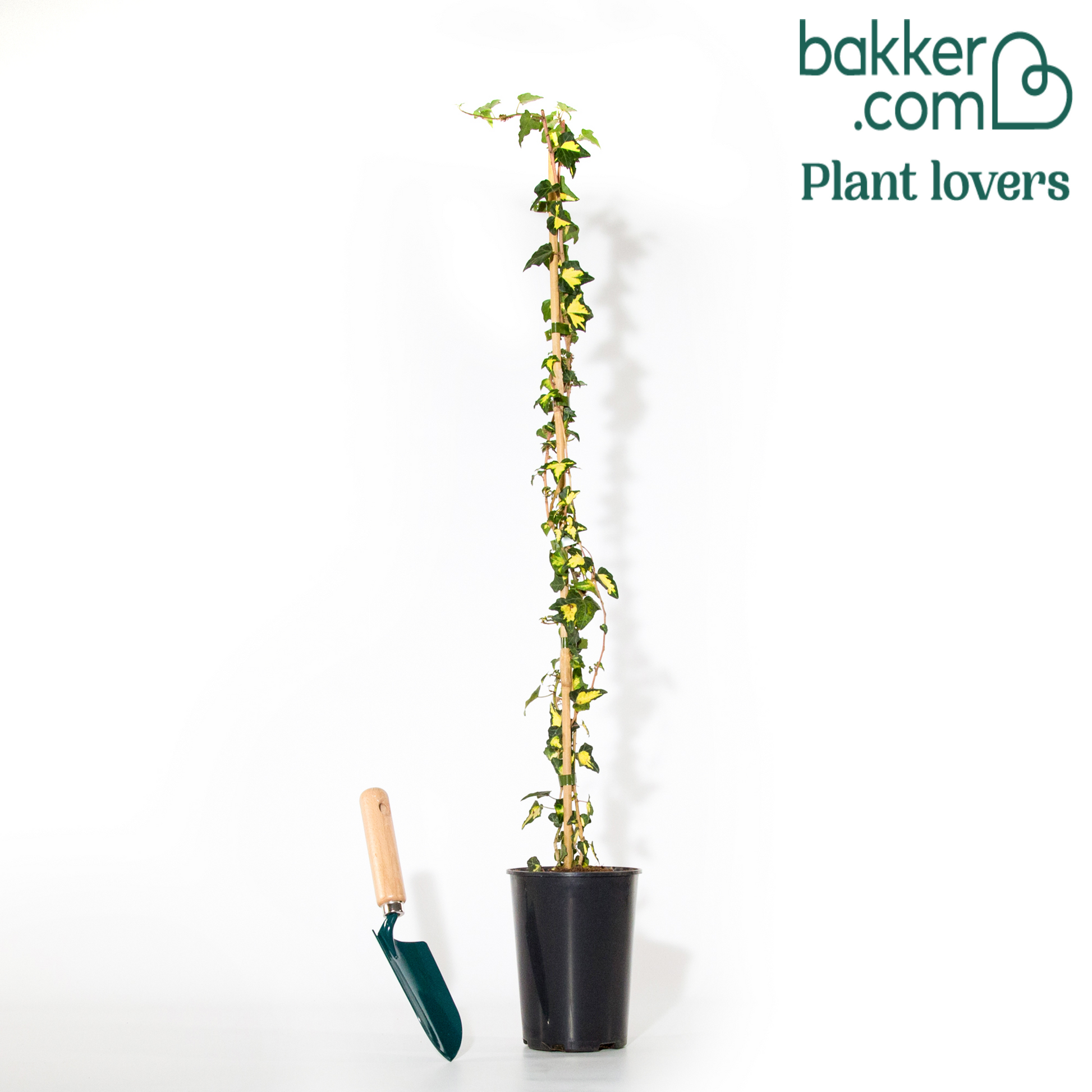Efeu Hedera - Hedera helix goldheart