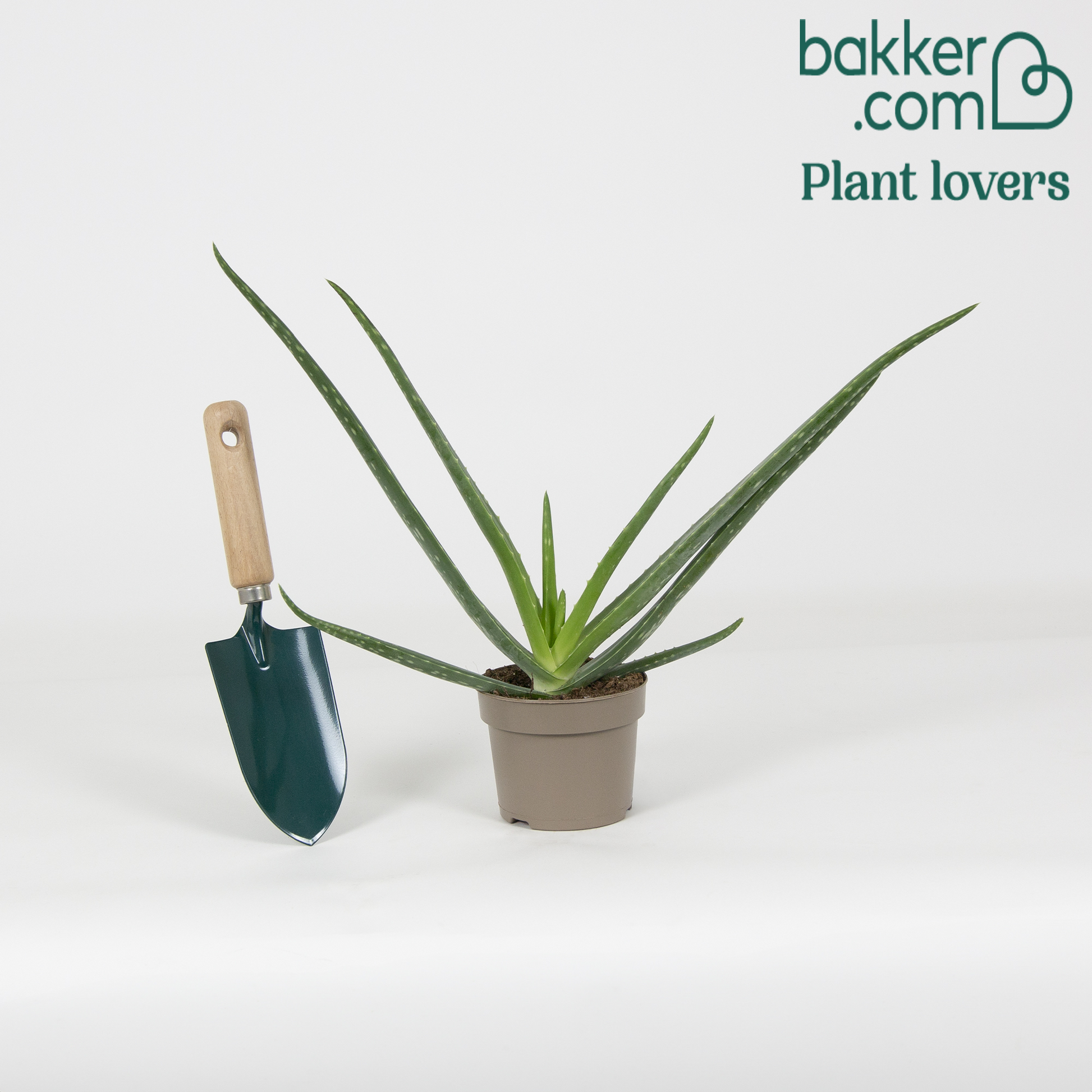 Aloe vera - Aloe vera