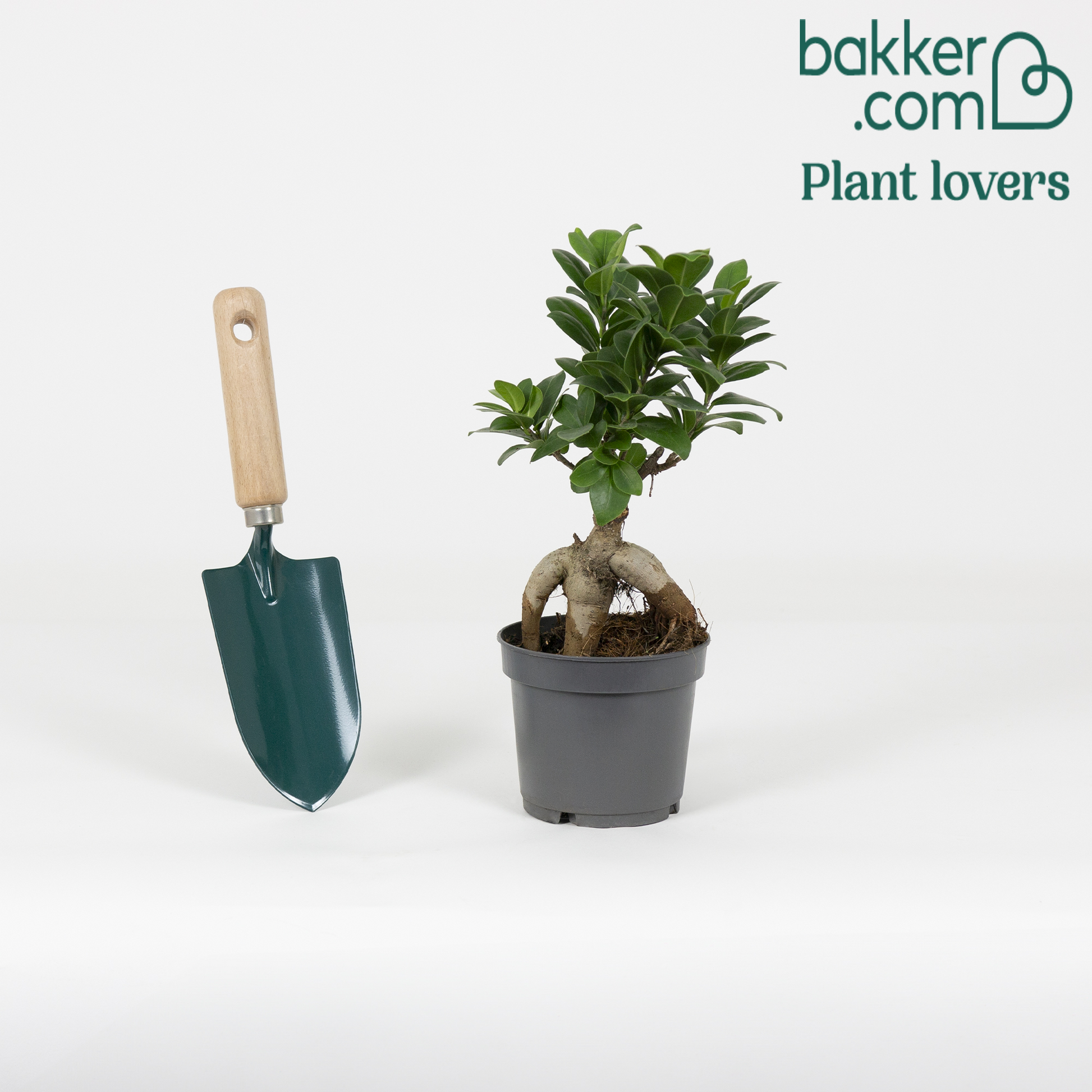 Bonsai Ficus 'Ginseng' - Ficus microcarpa ginseng