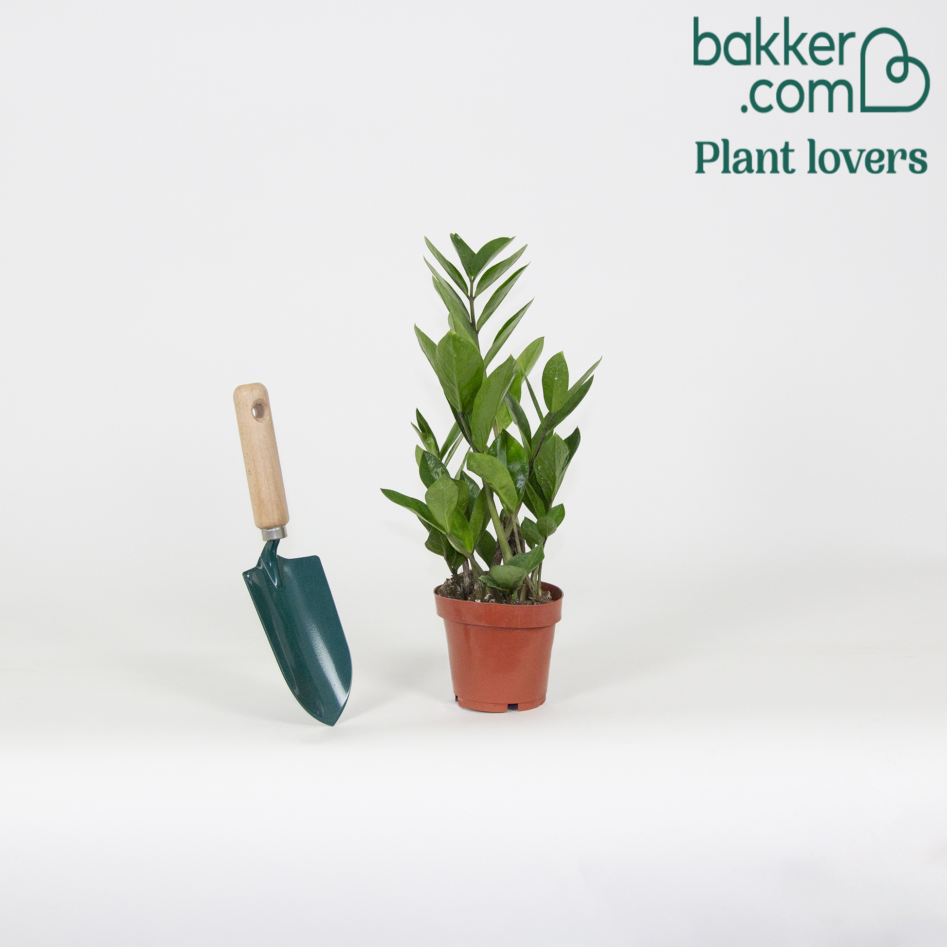 Glücksfeder - Zamioculcas zamiifolia