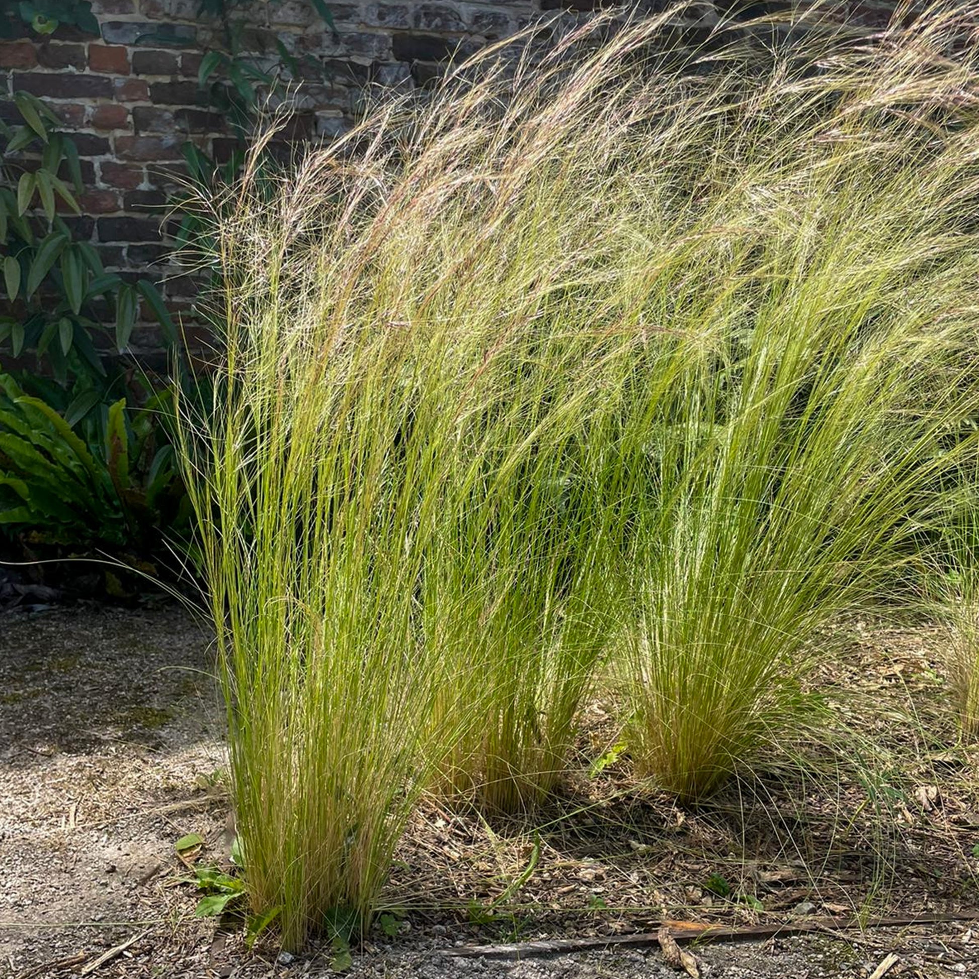 Federgras - Stipa tenuissima - Bakker