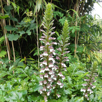 Acanthus mollis - Bärenklau - Akanthus