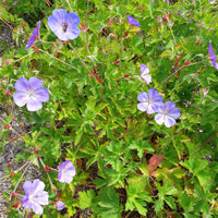 Geranien - Storchschnabel 'Rozanne' - Geranium gerwat rozanne