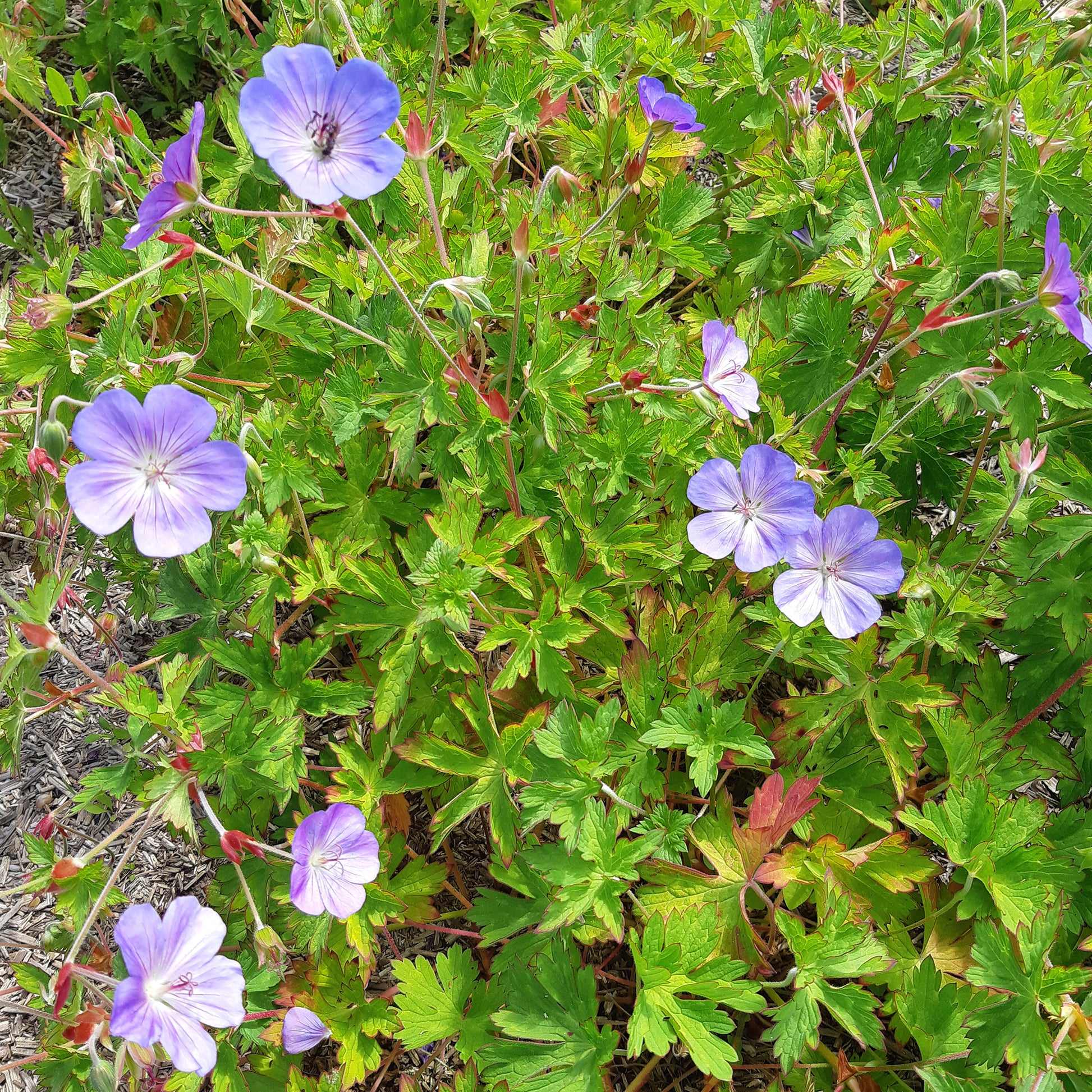 Geranien - Storchschnabel 'Rozanne' - Geranium gerwat rozanne
