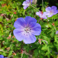 Verkauf Storchschnabel 'Rozanne' - Geranium gerwat rozanne