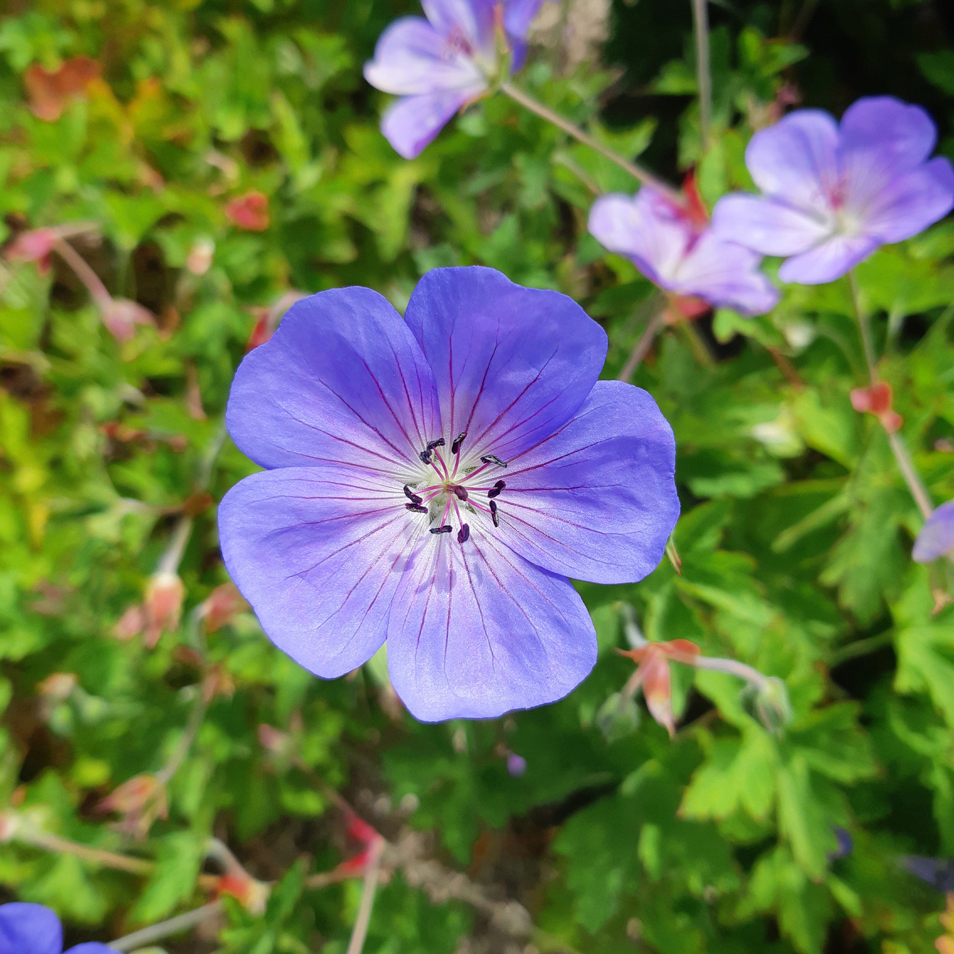 Verkauf Storchschnabel 'Rozanne' - Geranium gerwat rozanne