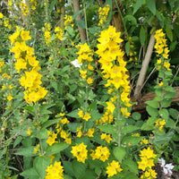 Gepunkteter Gilbweiderich - Lysimachia punctata - Bakker