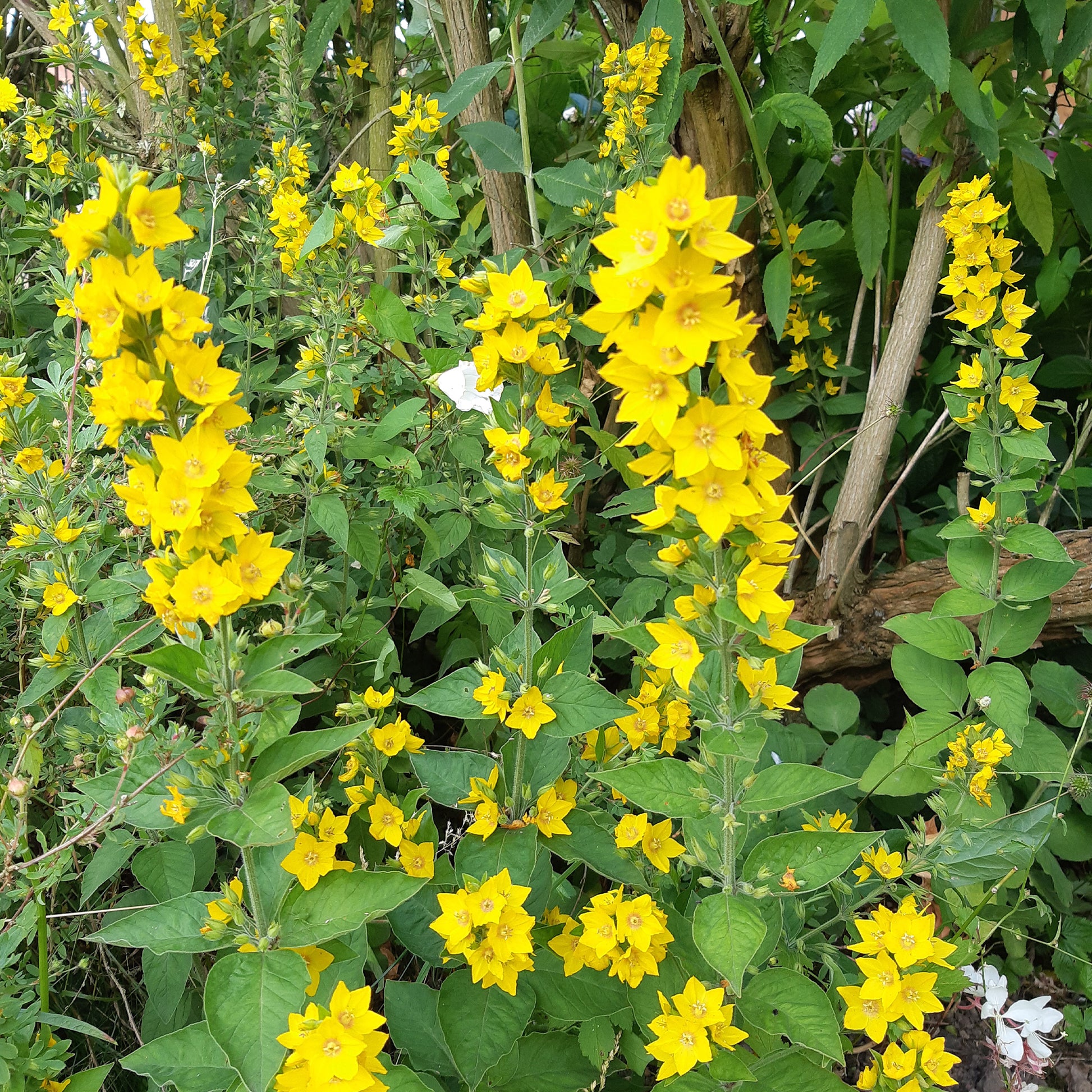Gepunkteter Gilbweiderich - Lysimachia punctata - Bakker