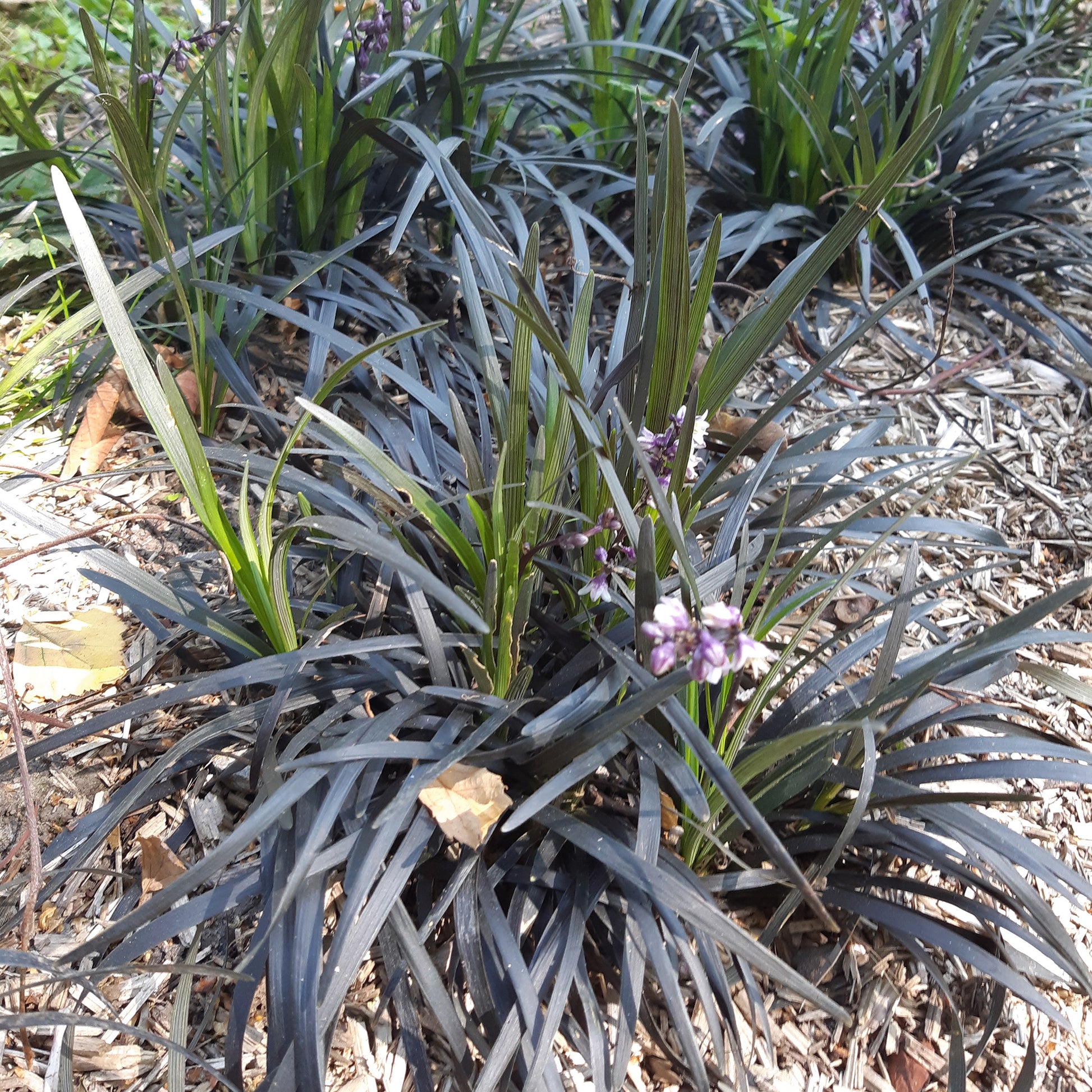 Bodendecker - Schwarzer Schlangenbart 'Nigrescens' - Ophiopogon planiscapus Nigrescens