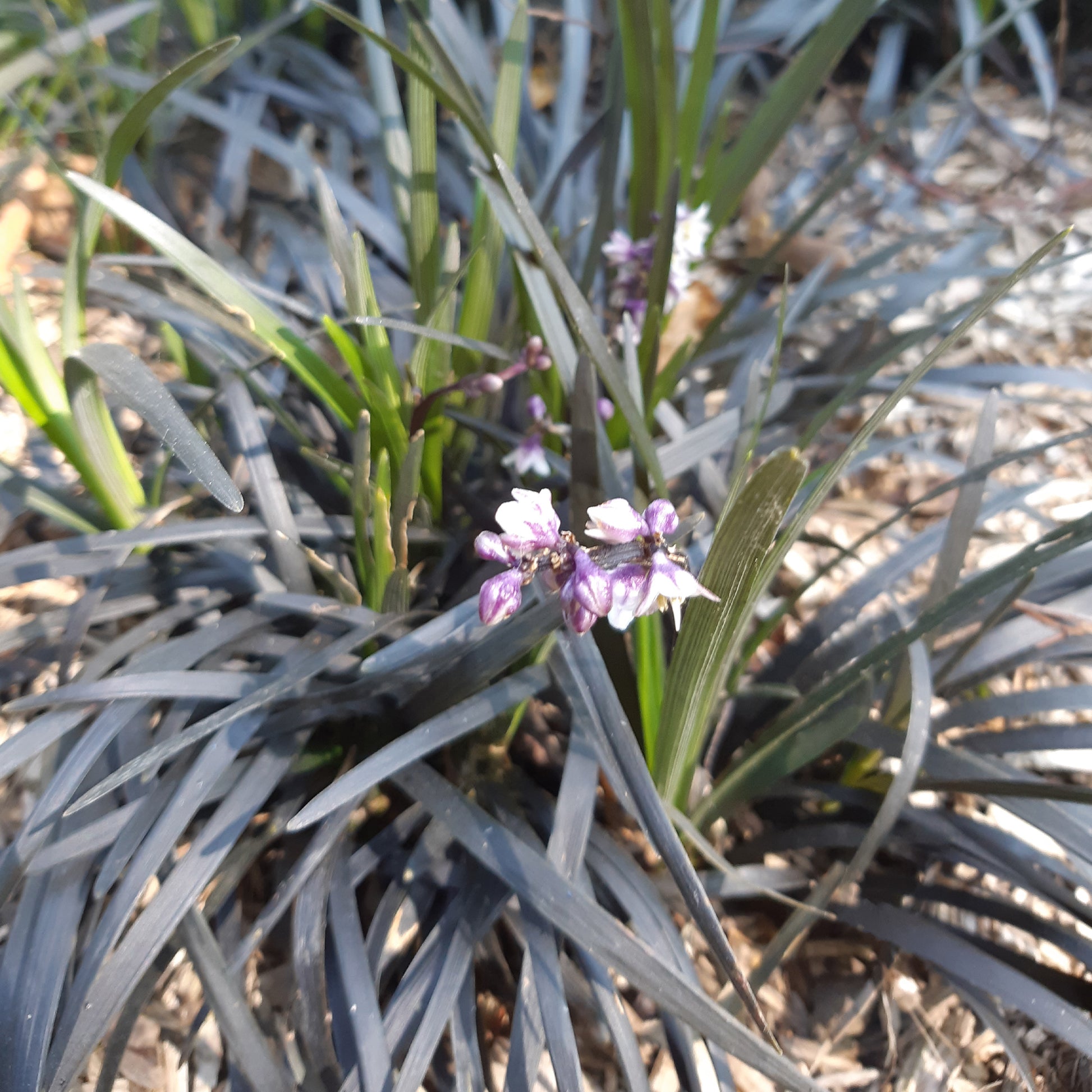 Verkauf Schwarzer Schlangenbart 'Nigrescens' - Ophiopogon planiscapus Nigrescens