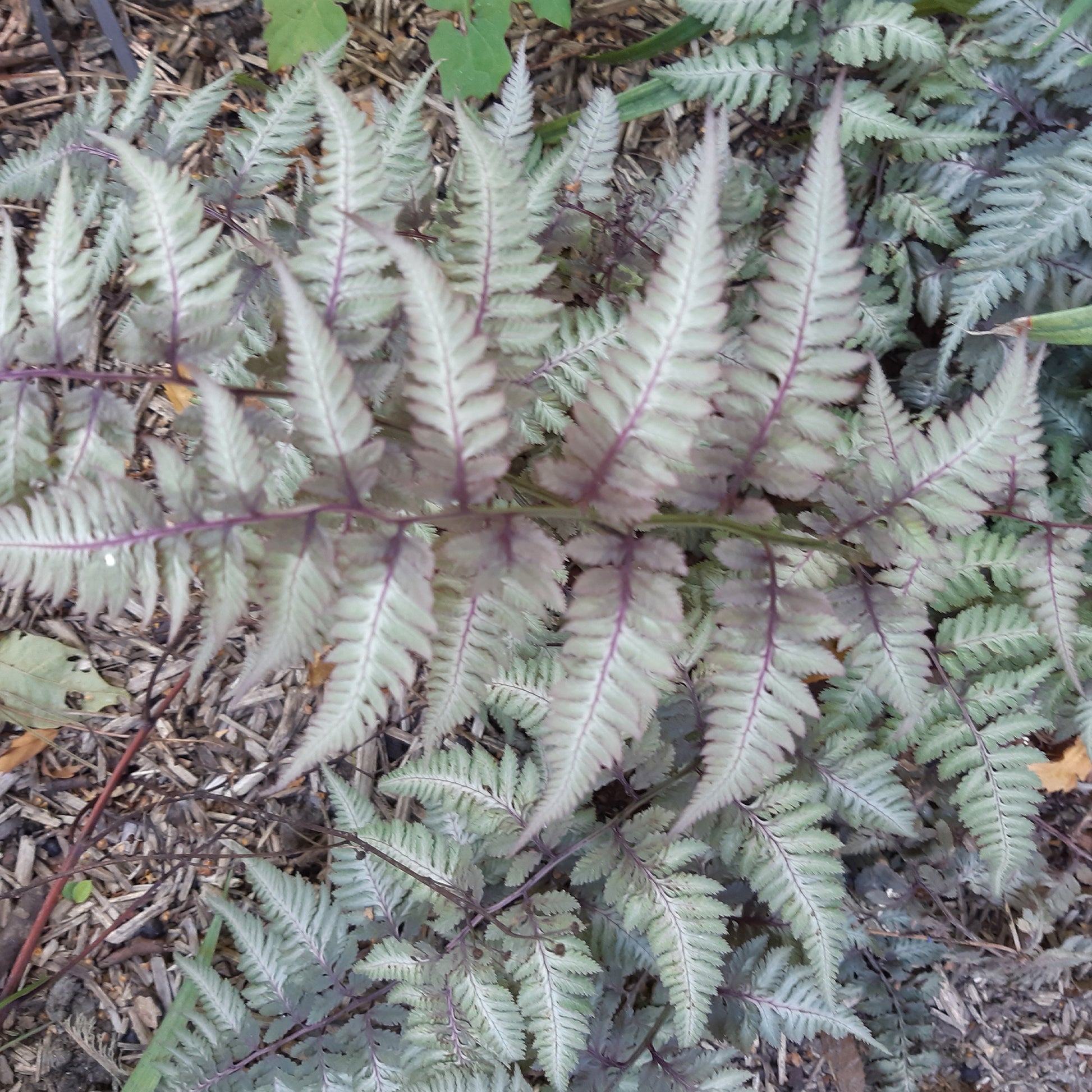 Stauden - Japanischer Regenbogenfarn Metallicum - Athyrium niponicum var. pictum (metallicum)