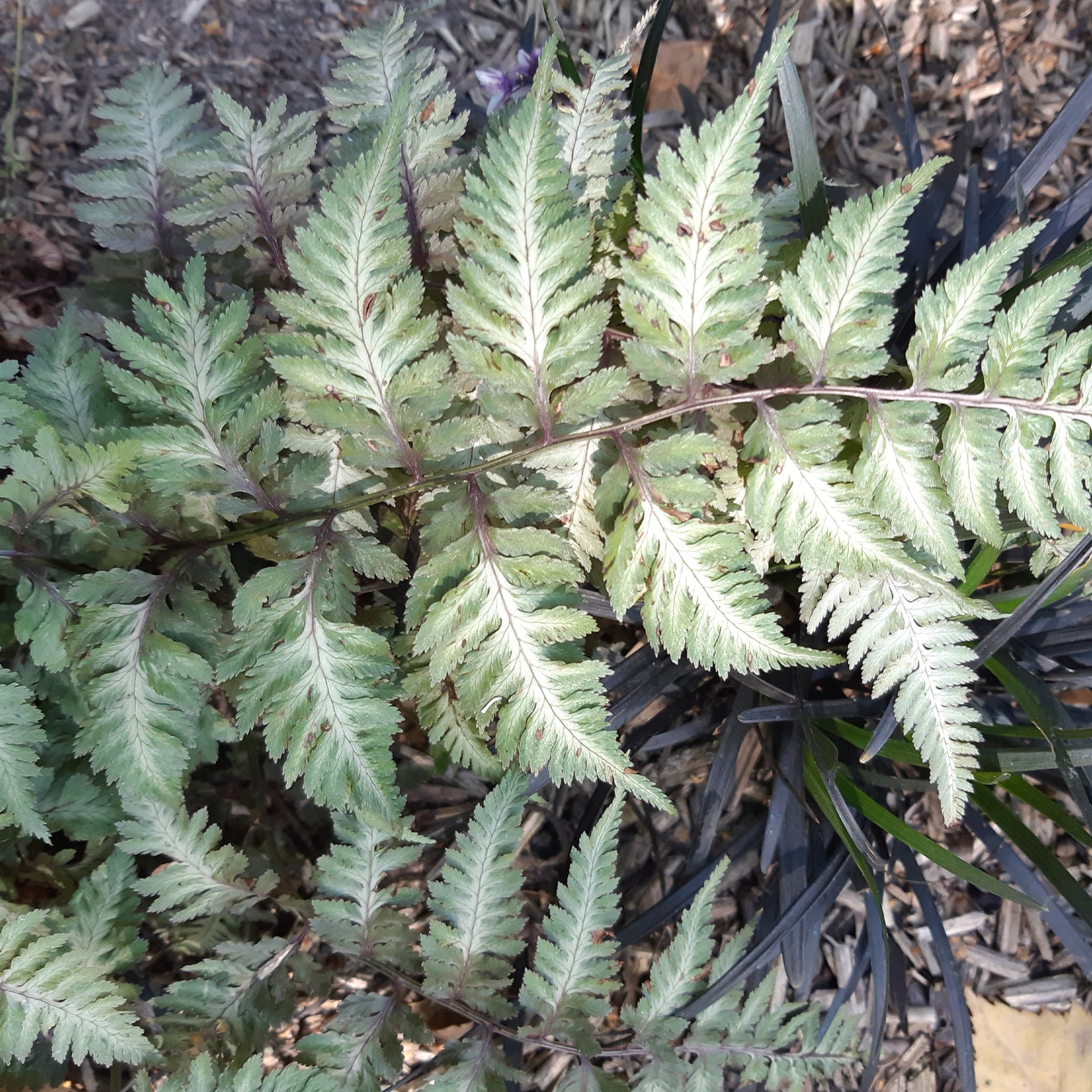 Verkauf Japanischer Regenbogenfarn Metallicum - Athyrium niponicum var. pictum (metallicum)