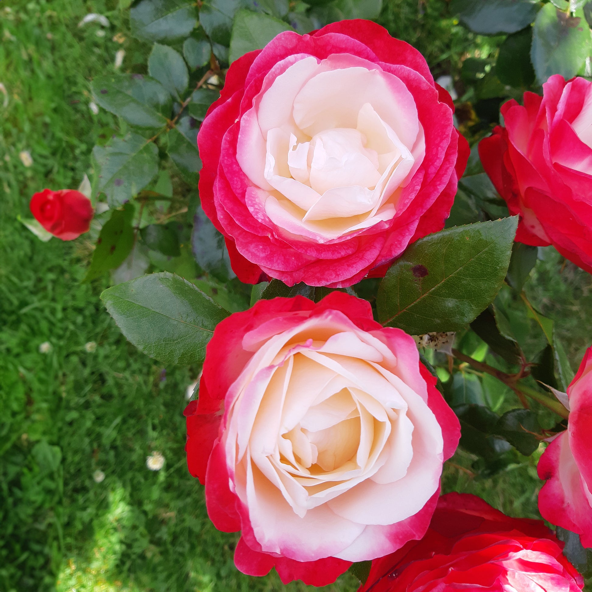 Edelrose 'Nostalgie' - Rosen mit großen Blüten - Bakker