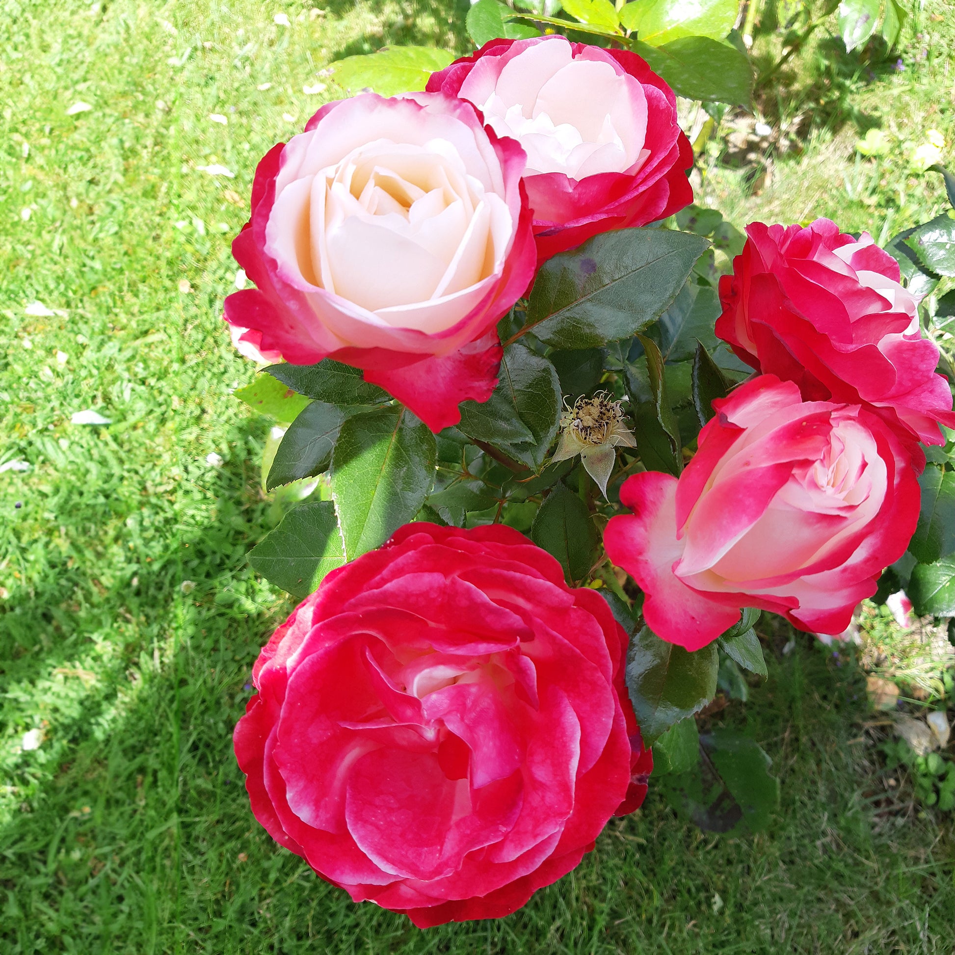 Edelrose 'Nostalgie' - Rosa Nostalgie ® - Bakker
