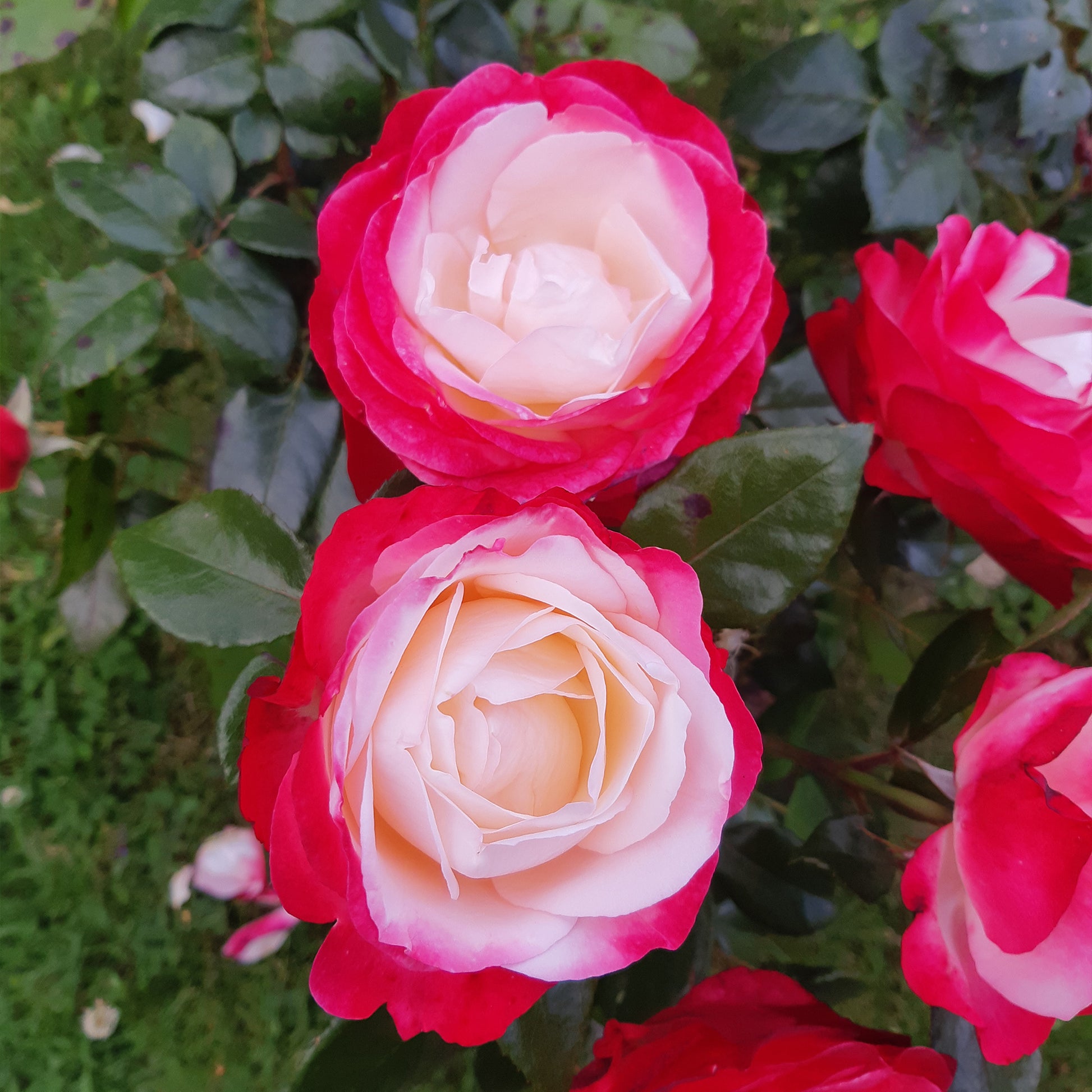 Rosa Nostalgie ® - Edelrose 'Nostalgie' - Rosen mit großen Blüten