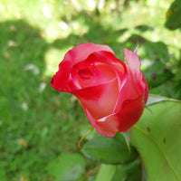Verkauf Edelrose 'Nostalgie' - Rosa Nostalgie ®